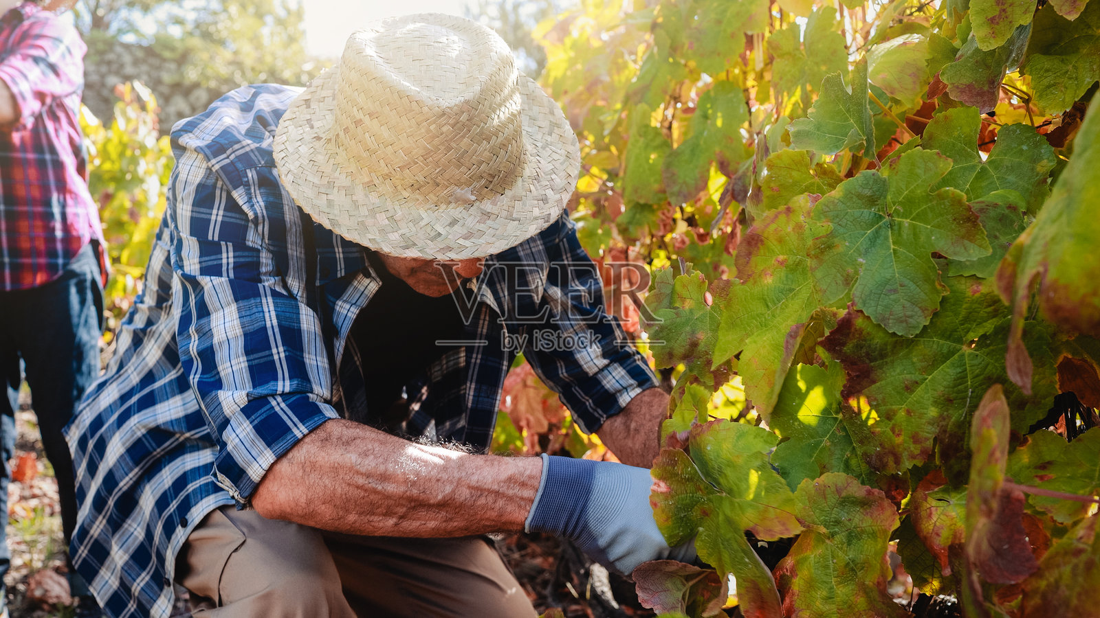 农民工在收获季节采摘葡萄用于酿酒。葡萄种植农业业务照片摄影图片