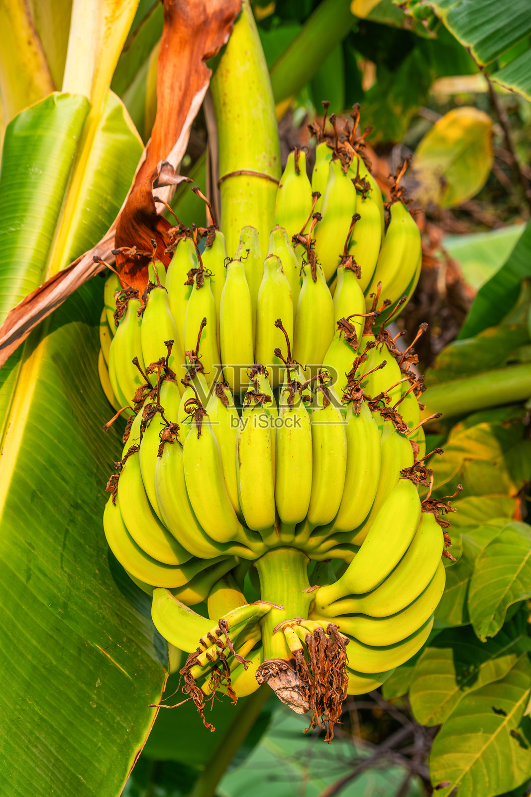 一串绿色香蕉在泰国清迈的热带种植园中生长。农业、种植和园艺概念。垂直方向。亚洲的热带农业和食品生产。照片摄影图片