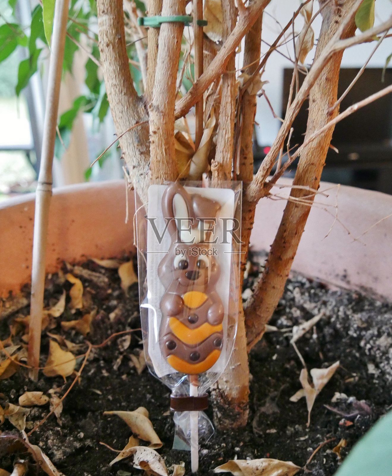 家中植物里的塑料复活节兔子照片摄影图片