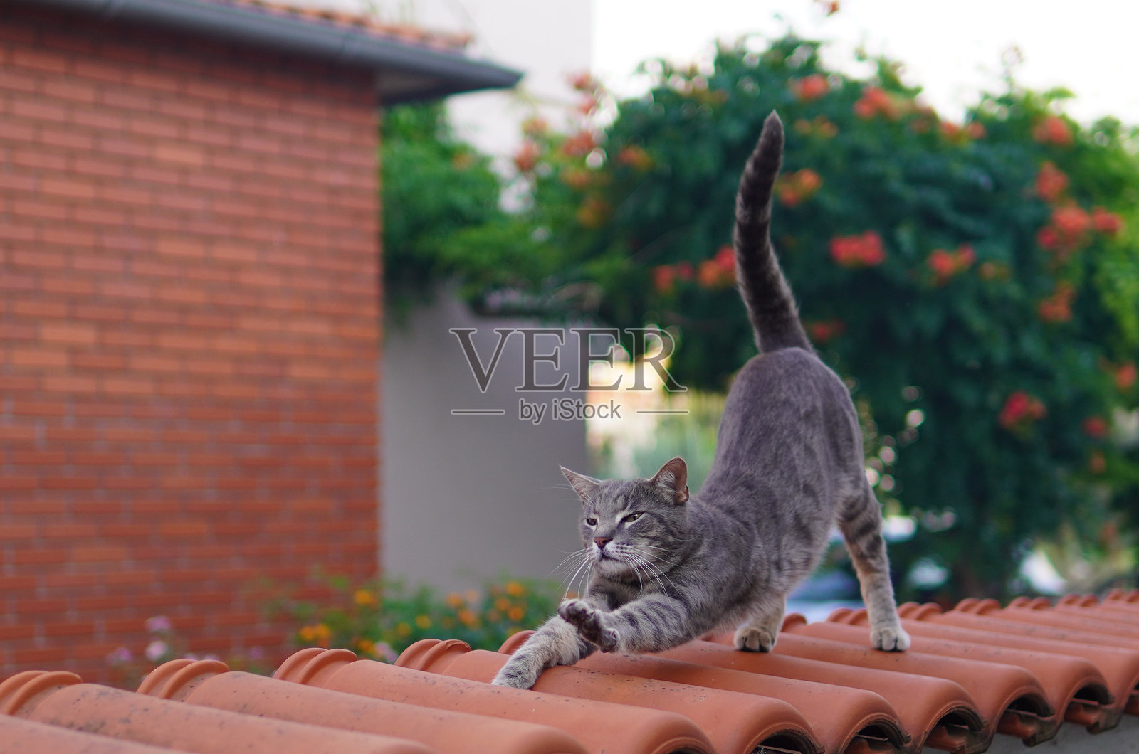 阳光明媚的日子里可爱的猫咪照片摄影图片