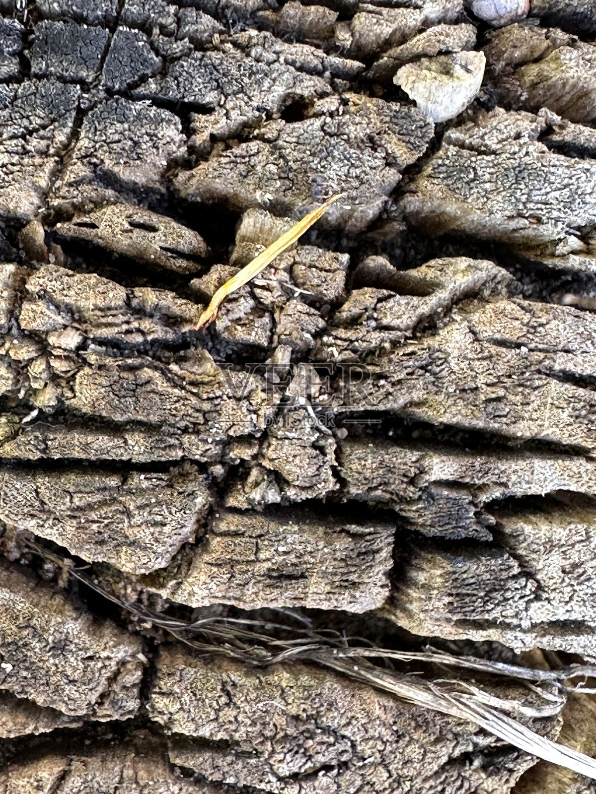 乌克兰霍里什尼普拉夫尼的风化树皮纹理照片摄影图片