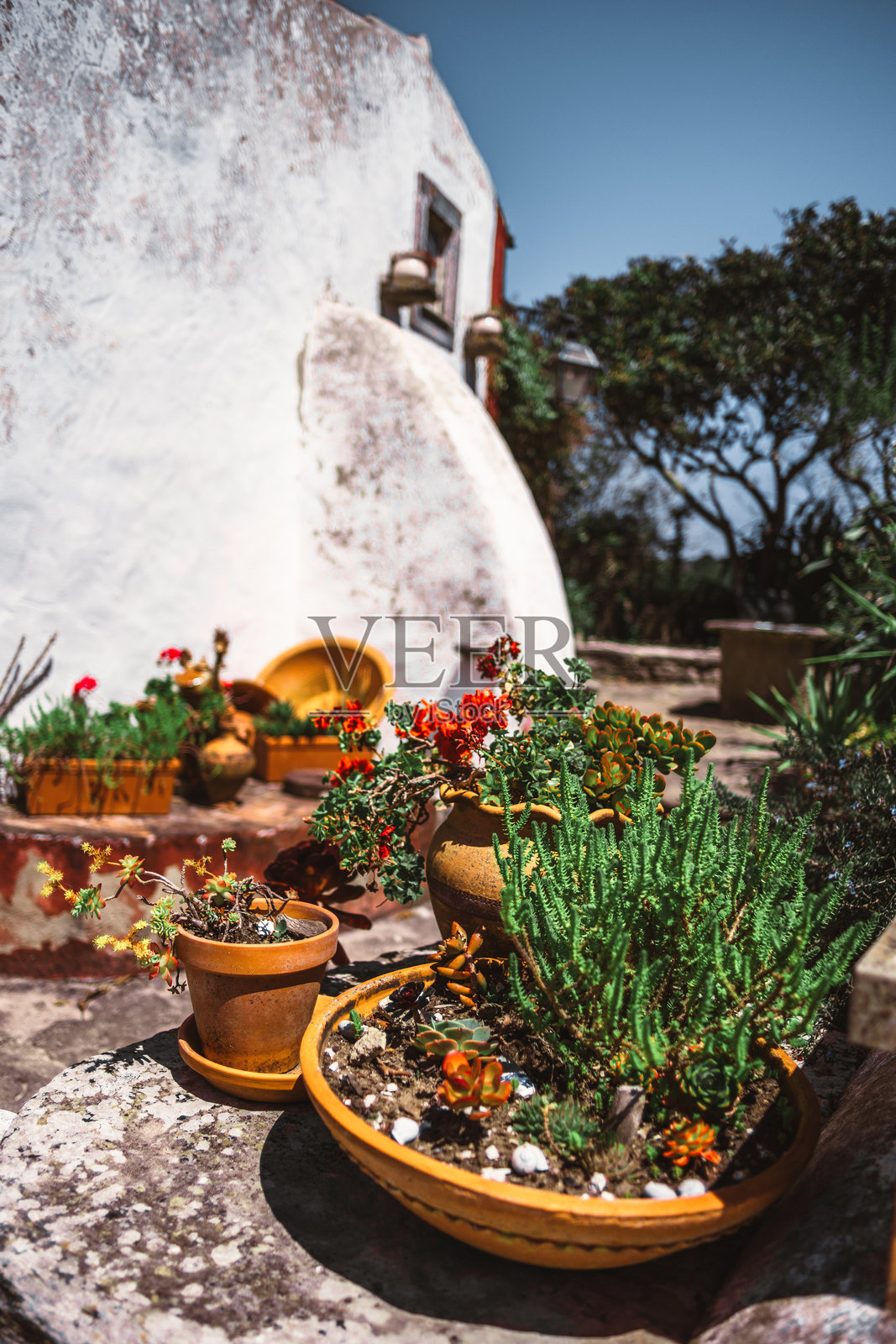 阳光明媚的乡村场景中的盆栽植物照片摄影图片