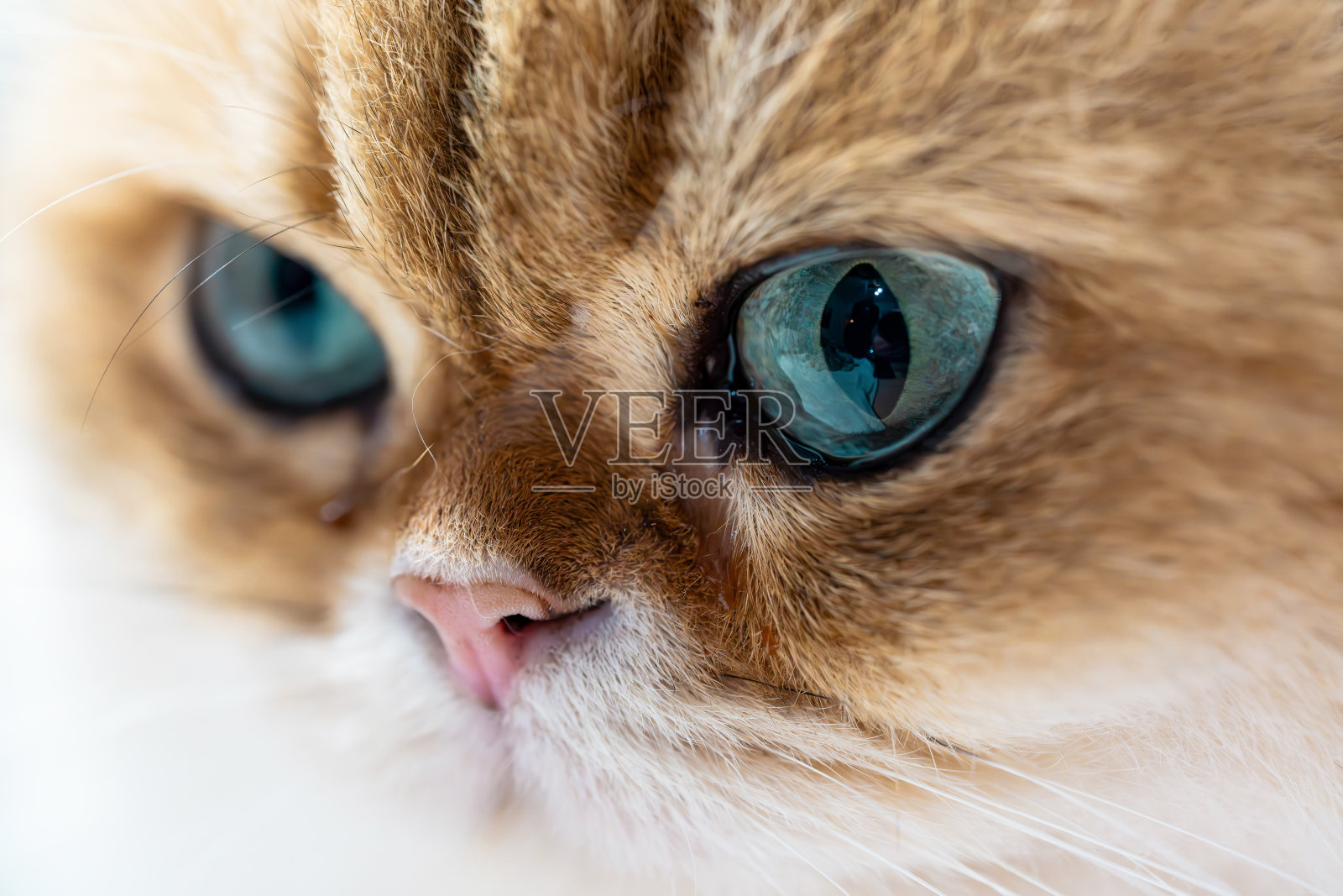 惊艳的英国长毛猫警觉的特写面孔照片摄影图片