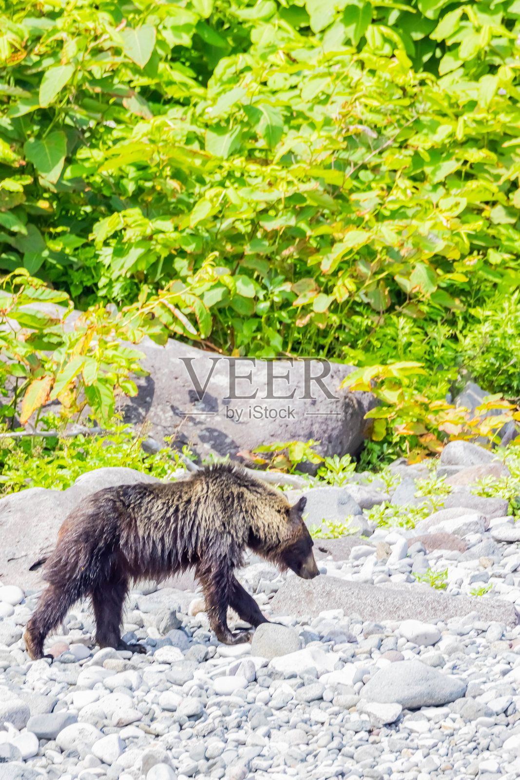 棕熊在海滩上漫步照片摄影图片