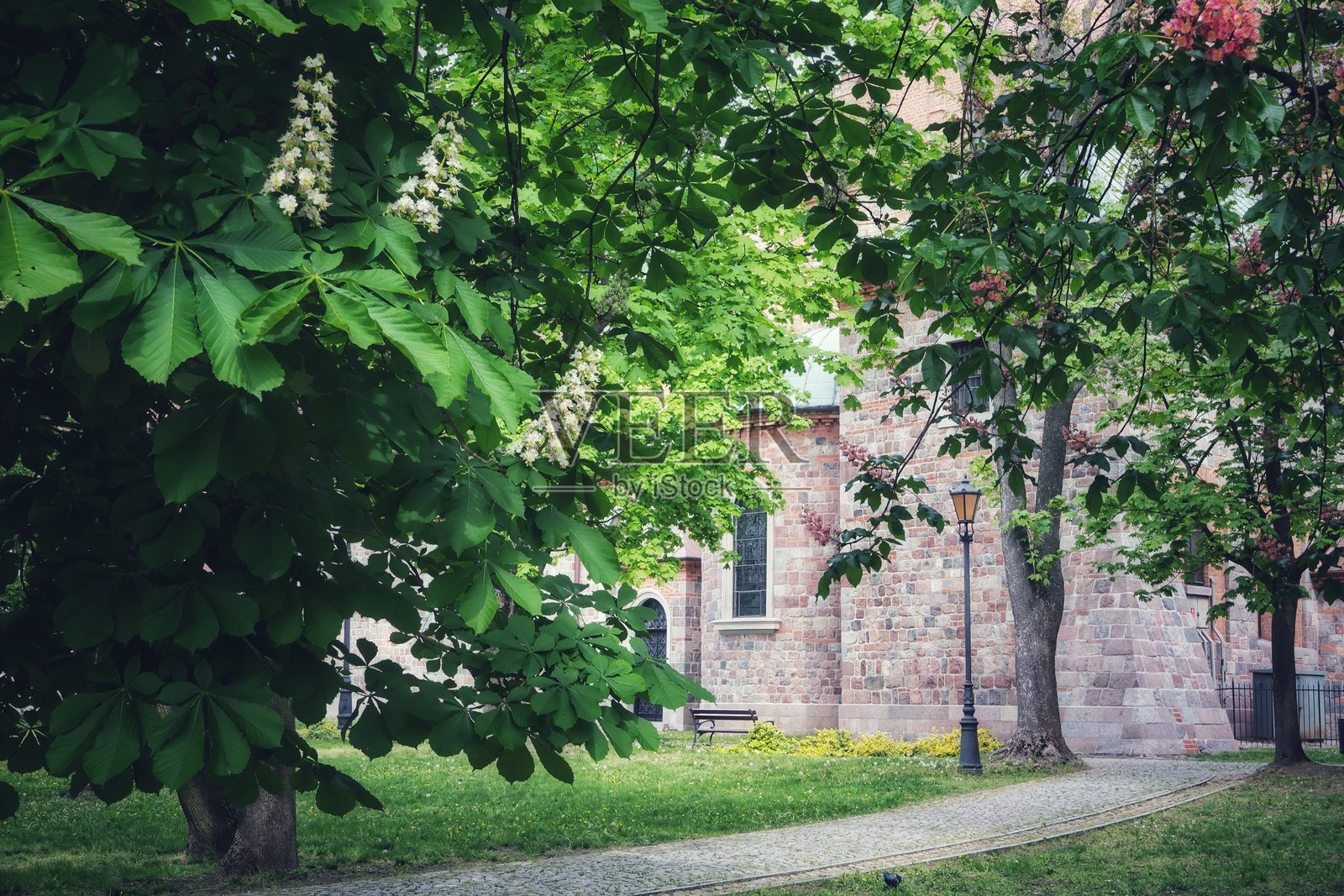 波兹南大教堂的春天。照片摄影图片