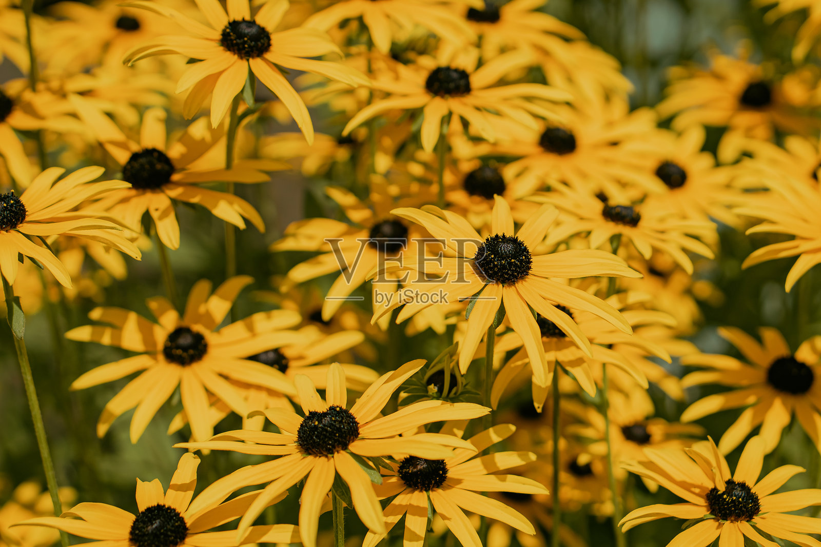 盛开的黄黑眼苏珊花特写照片摄影图片