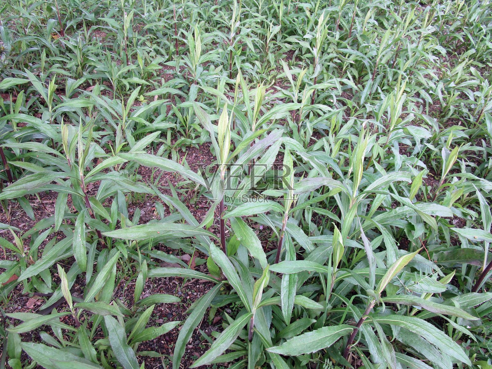 田野中生长的高艾蒿（Artemisia selengensis）照片摄影图片