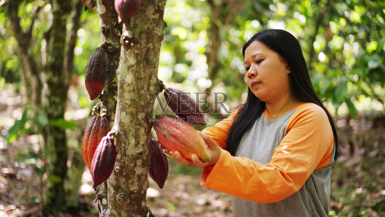 一位印尼女性可可农场主在种植园收获可可豆荚照片摄影图片