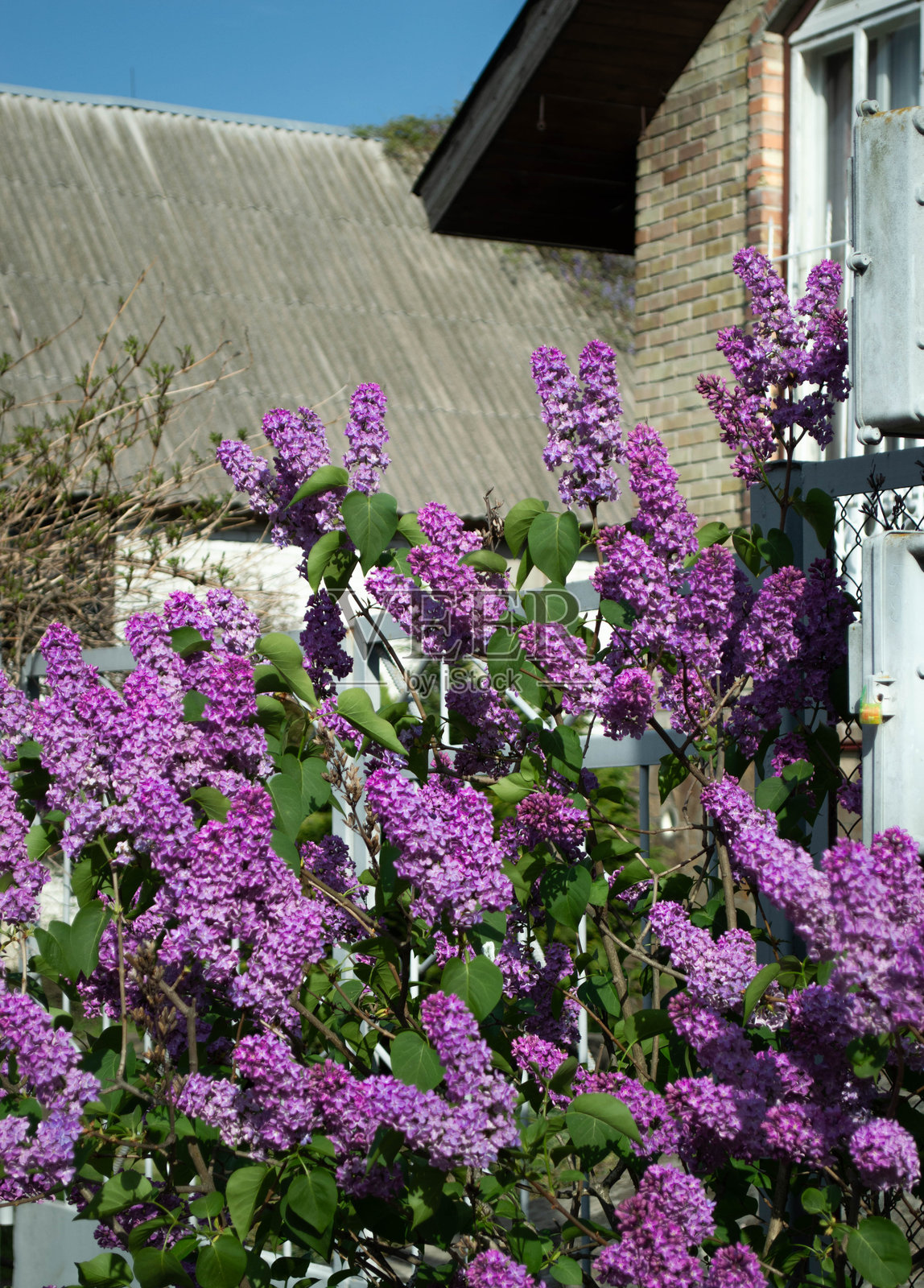 盛开的花园照片摄影图片