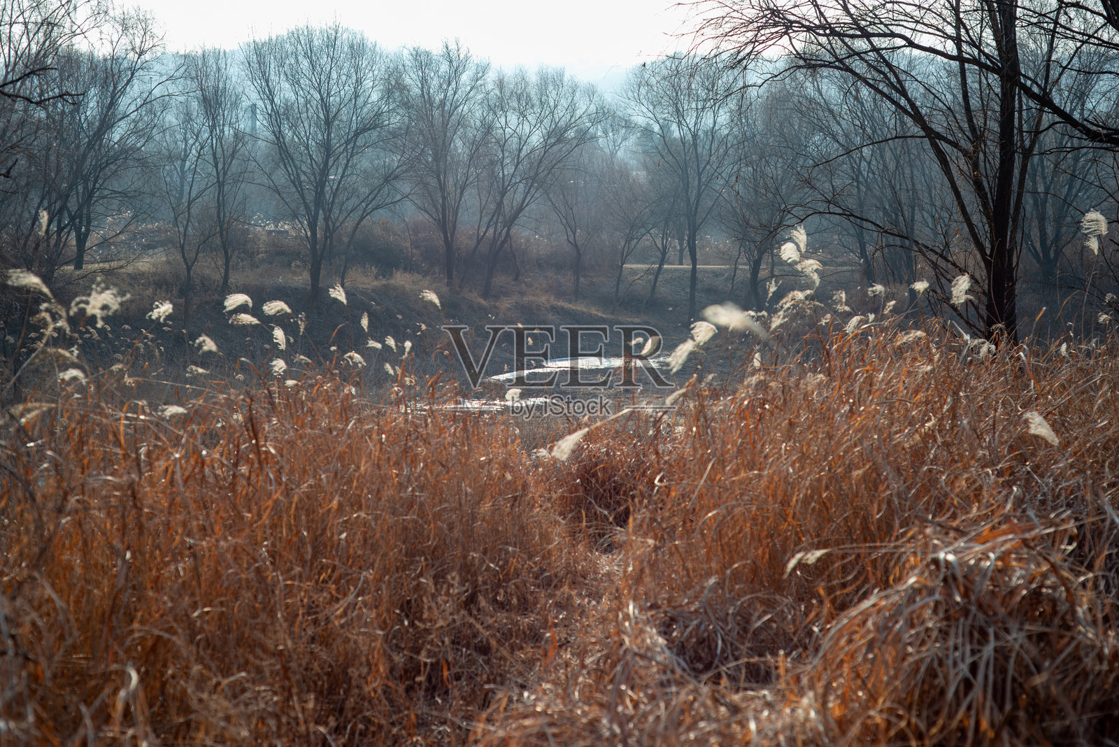 冬季芦苇荡和森林。照片摄影图片
