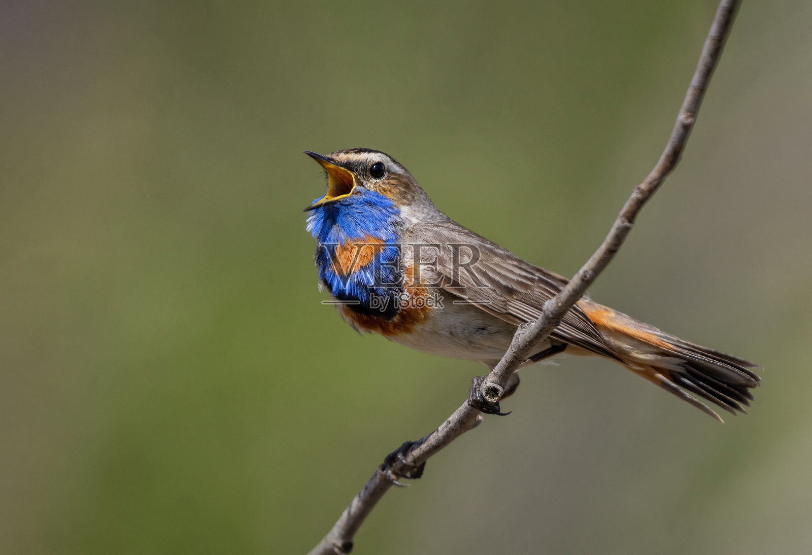 特写明亮的雄性蓝喉鸟栖息在灌木的枝头，春天的草地上愉快地歌唱。照片摄影图片