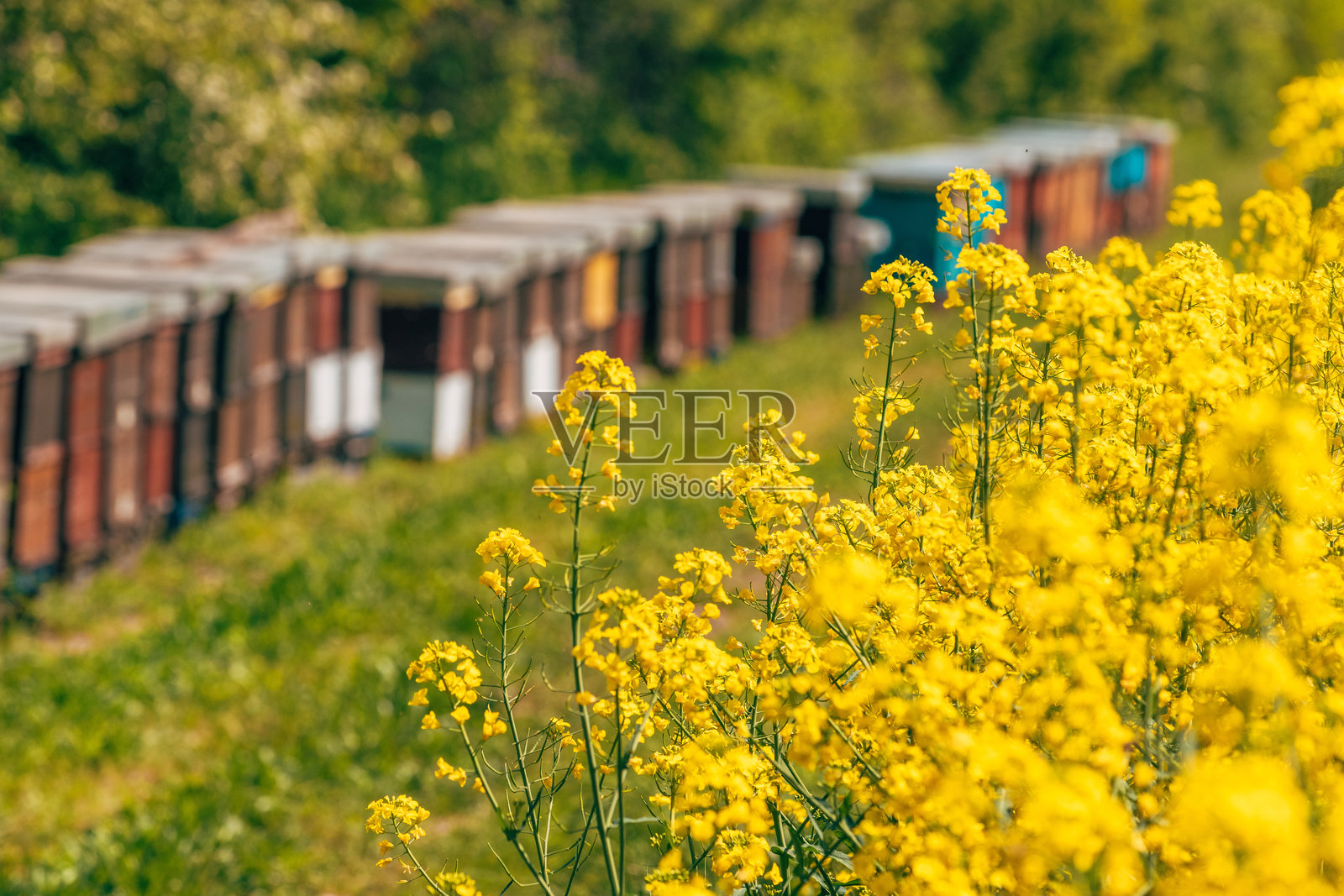 木箱蜂箱在盛开的油菜花田中照片摄影图片