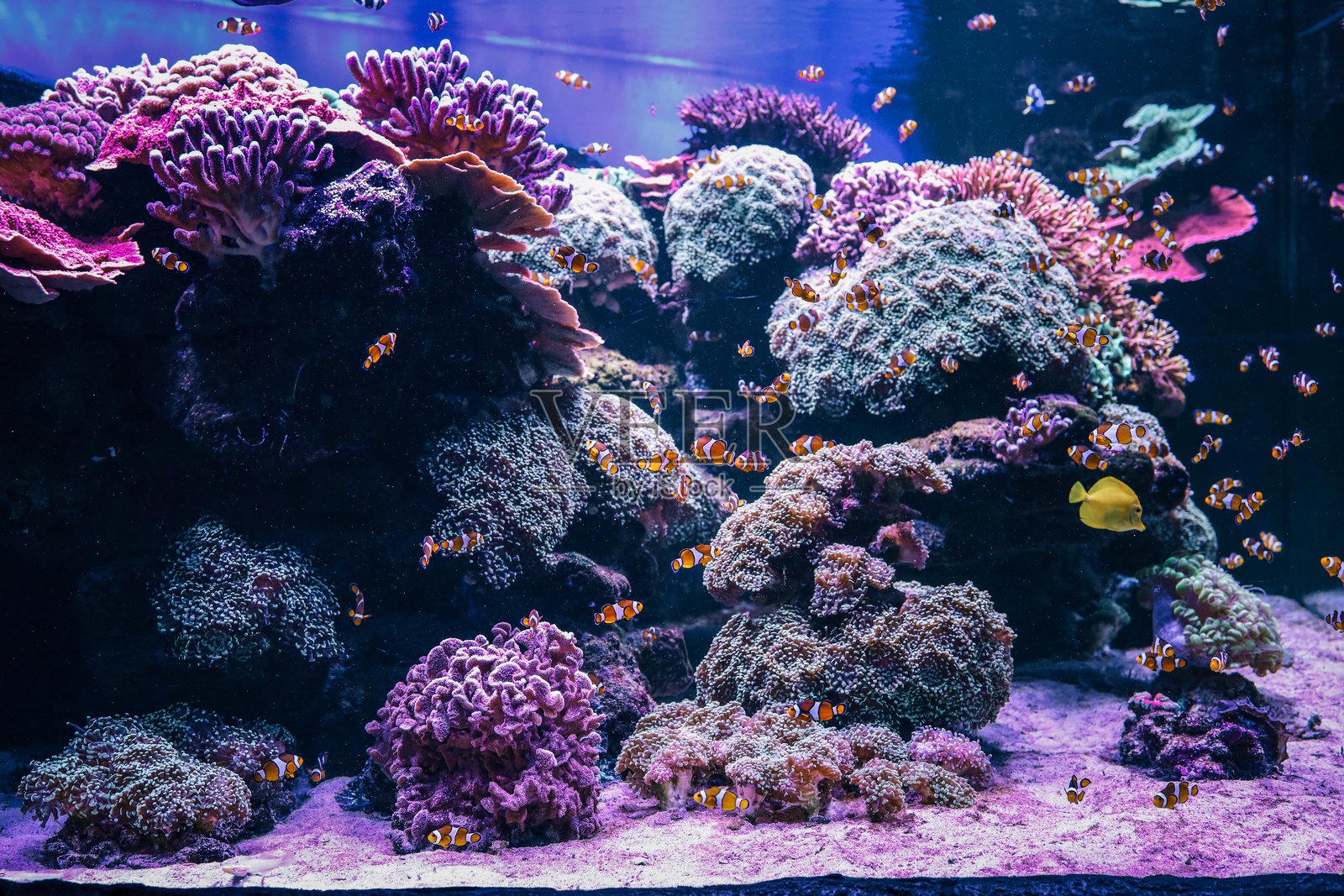 一大群小丑鱼在五彩斑斓的珊瑚和海葵中游动，形成一个充满活力的水族馆，展现出生动的水下场景，充满动感和热带色彩。照片摄影图片