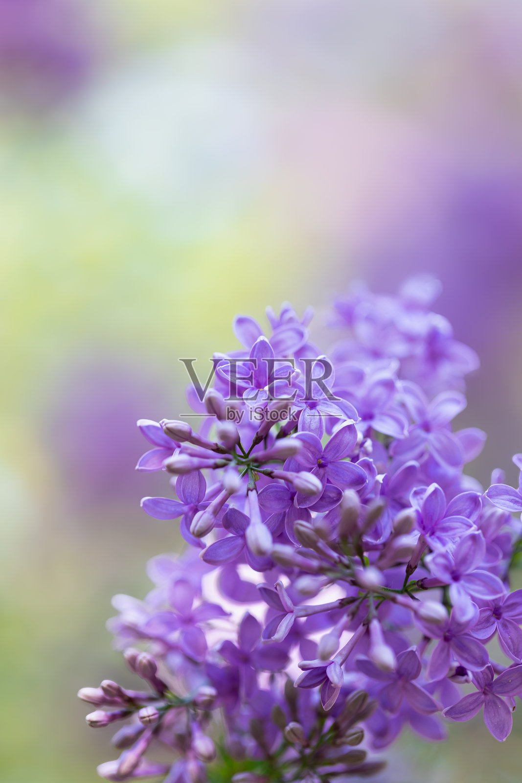 美丽的紫丁香盛开的微距照片，模糊的背景，明亮的照片中有盛开的紫丁香和紫色花朵。照片摄影图片