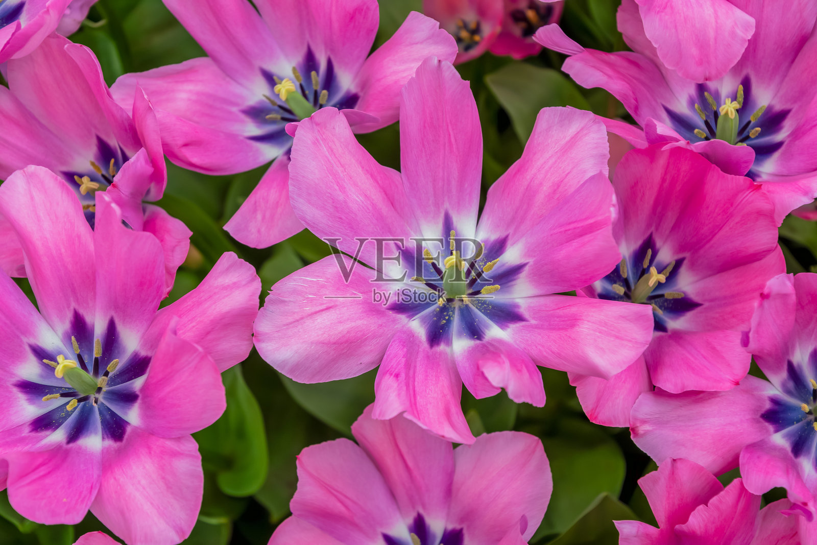 粉色郁金香带有紫色中心，形成明亮多彩的花卉组合，象征着春天的开始，品种为小美人郁金香。照片摄影图片