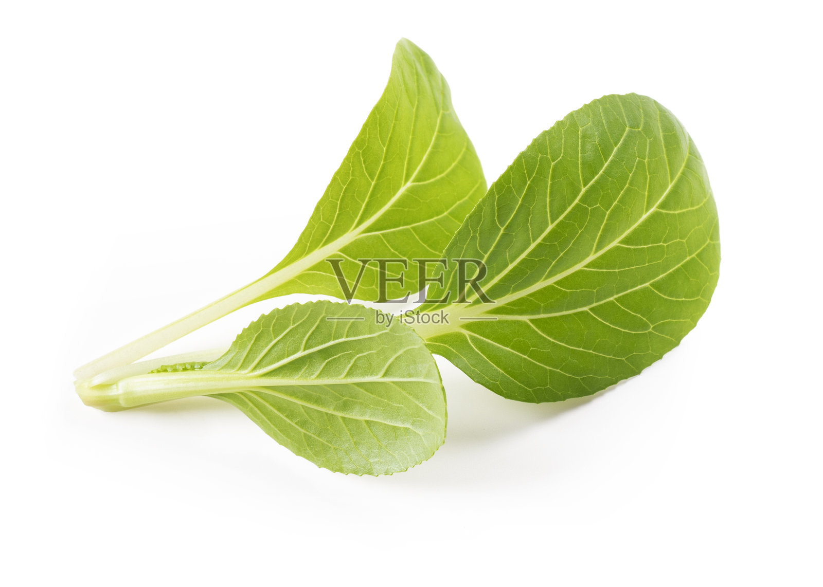 芥菜叶。照片摄影图片