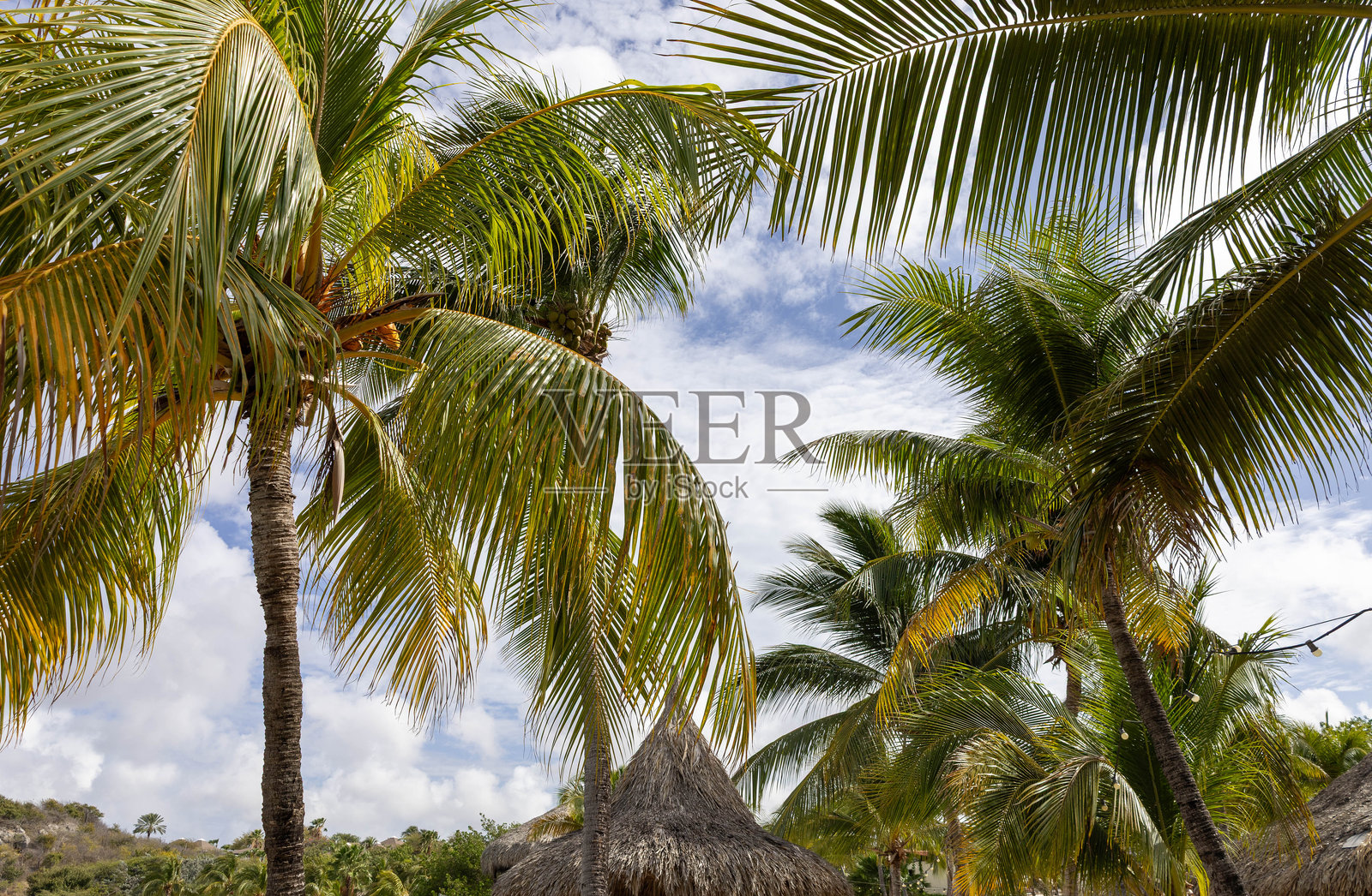 库拉索的简提尔海滩上的棕榈树照片摄影图片