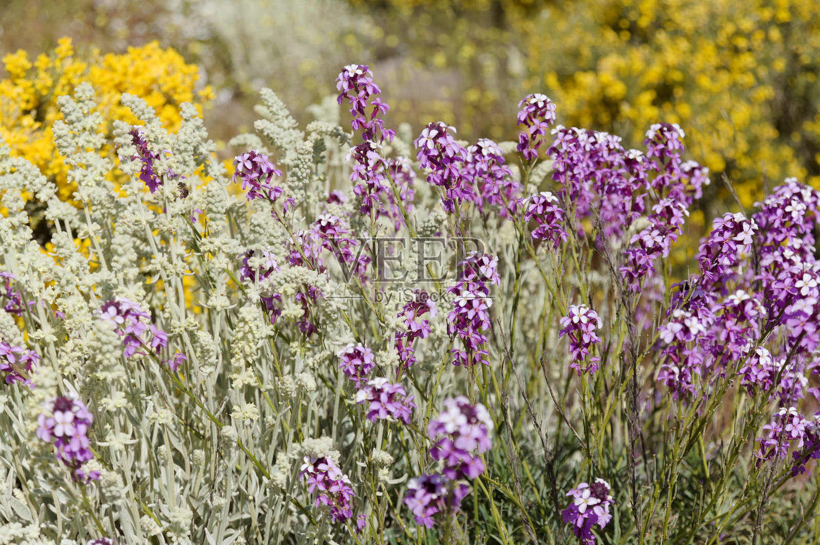 大加那利岛的植物 - 大毛叶茶（Sideritis dasygnaphala），大加那利岛的白色山茶照片摄影图片