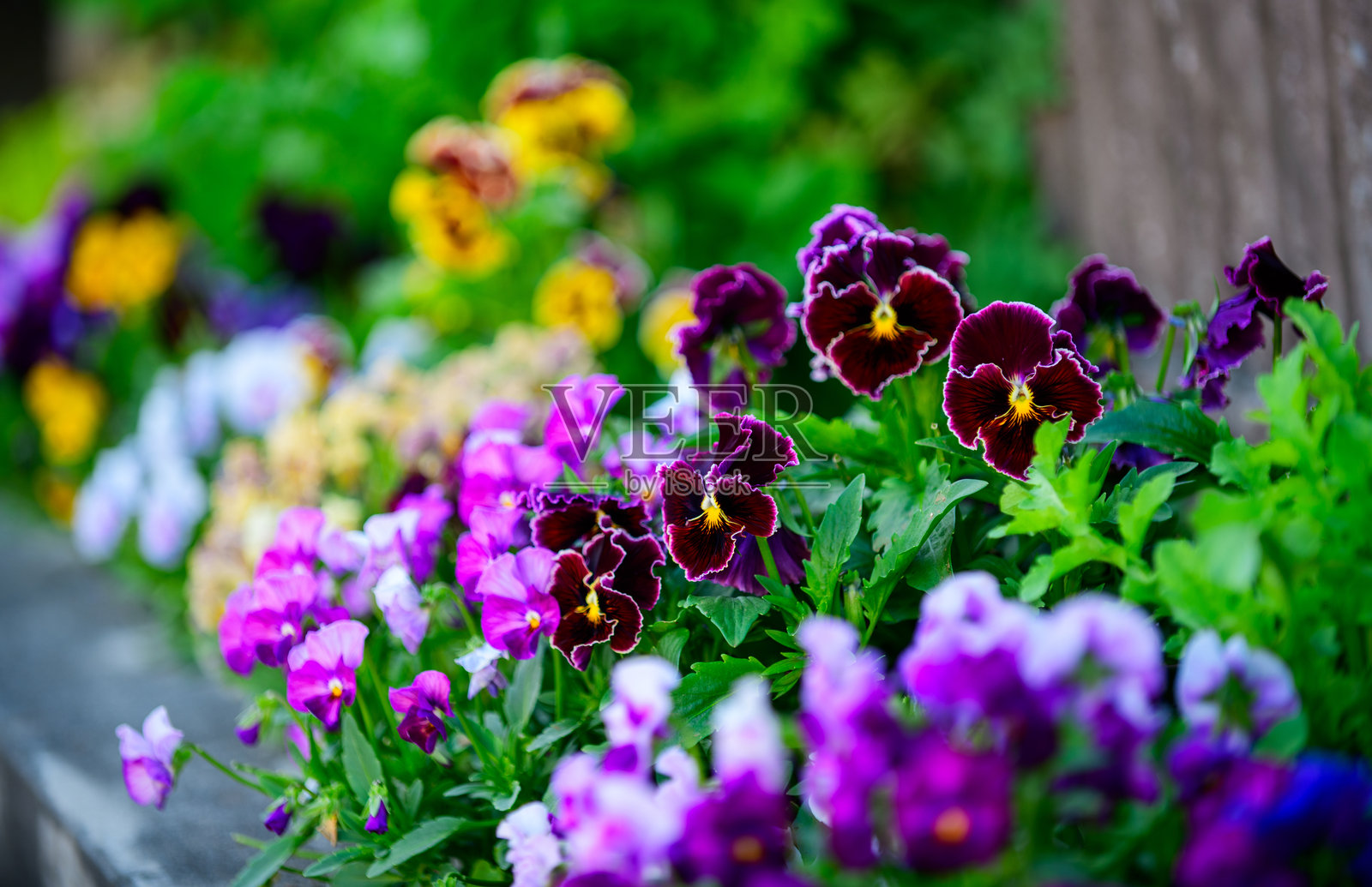 三色堇花，自然以绚丽的三色堇盛开展现出色彩的绽放。照片摄影图片