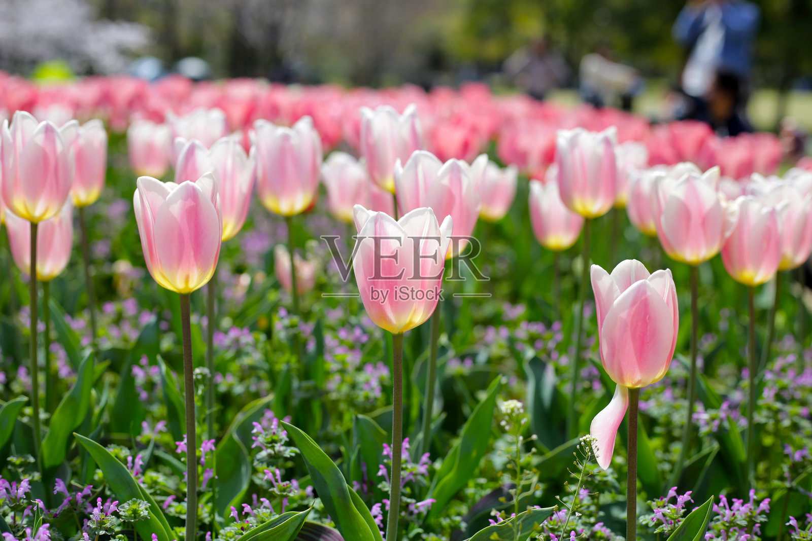 美丽的郁金香花园。日本大阪万博纪念公园照片摄影图片