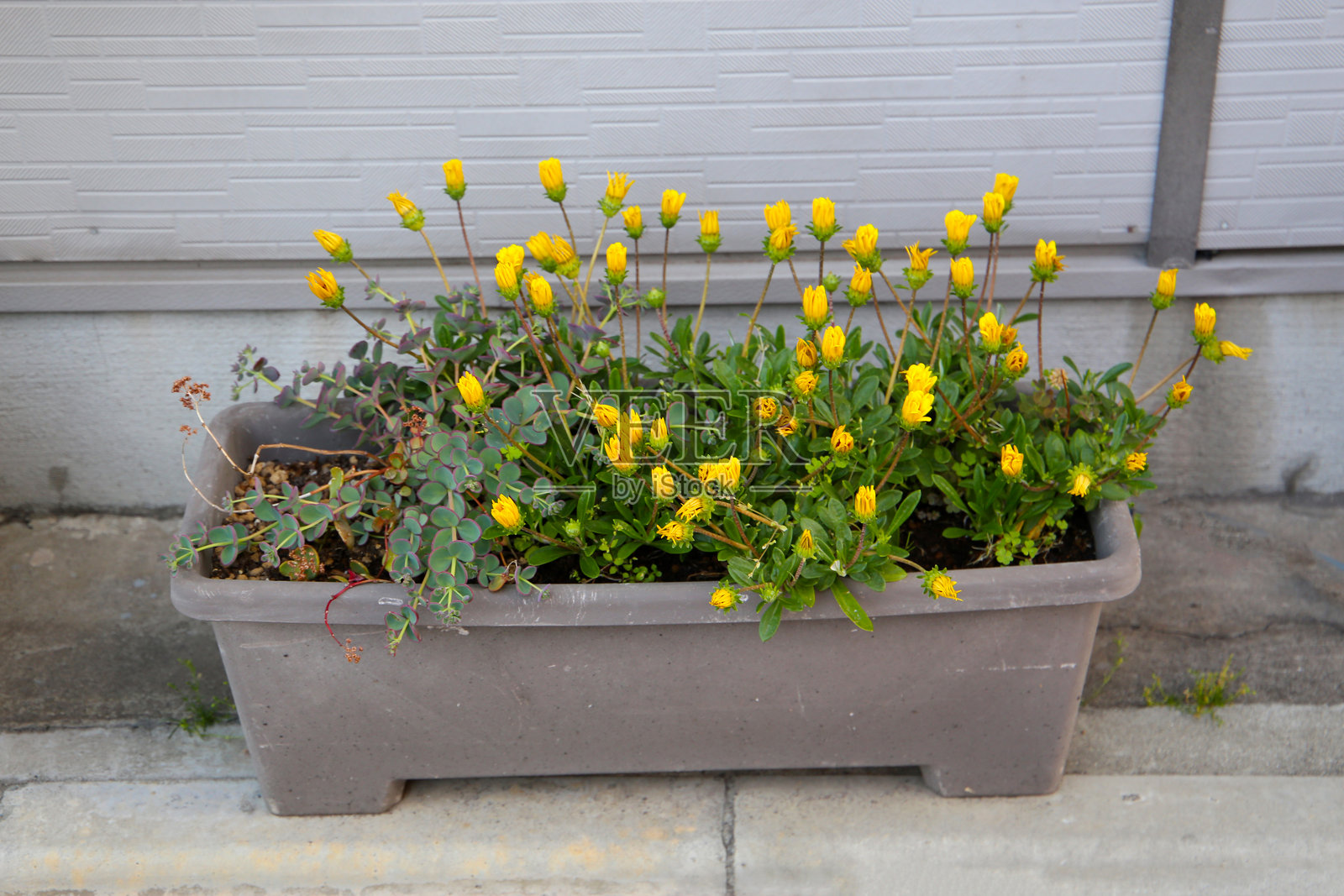 带有桉树的多花菊盆栽照片摄影图片