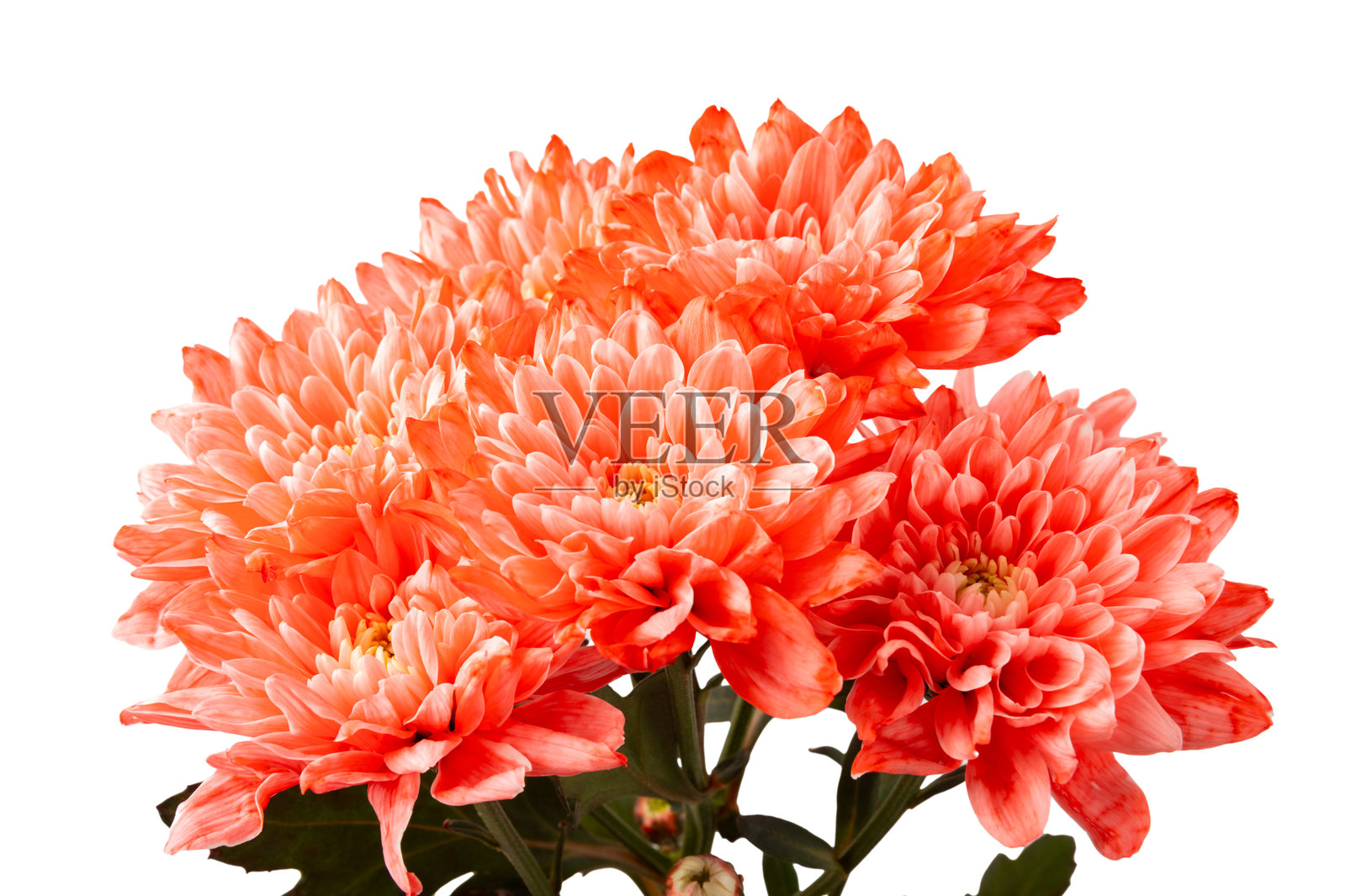 白色背景上的菊花。新鲜香气扑鼻的粉色花束，适合节日赠礼。花卉。美丽的构图。照片摄影图片