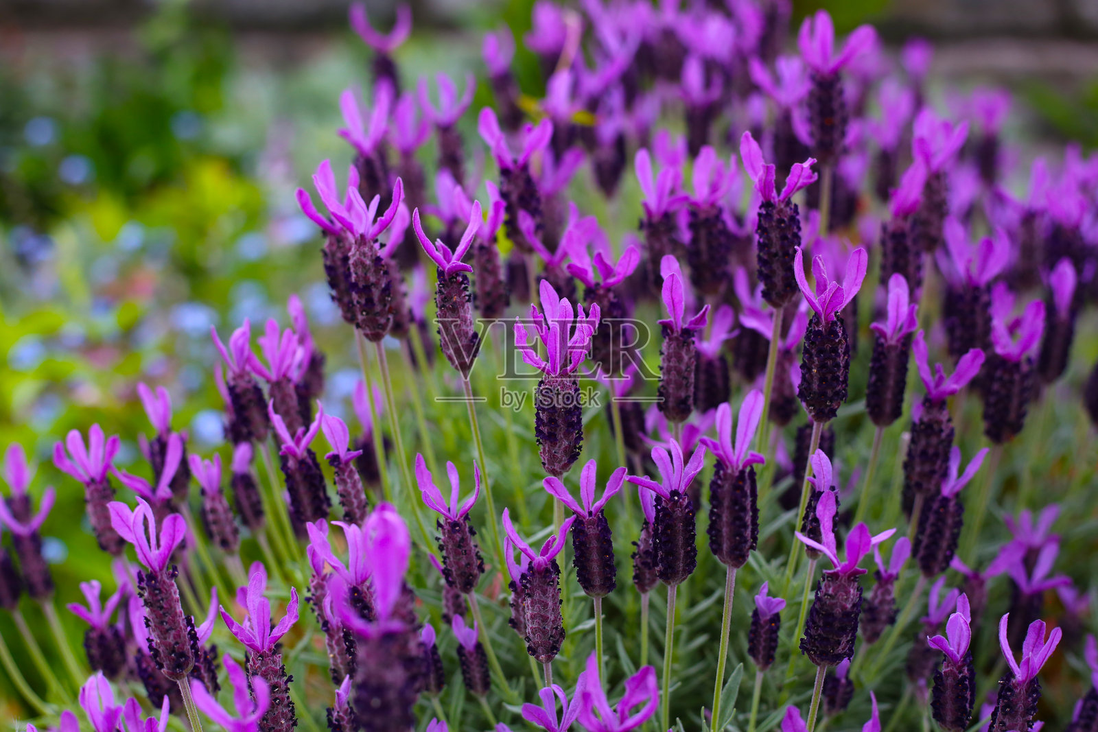 美丽的法国薰衣草紫色花朵照片摄影图片