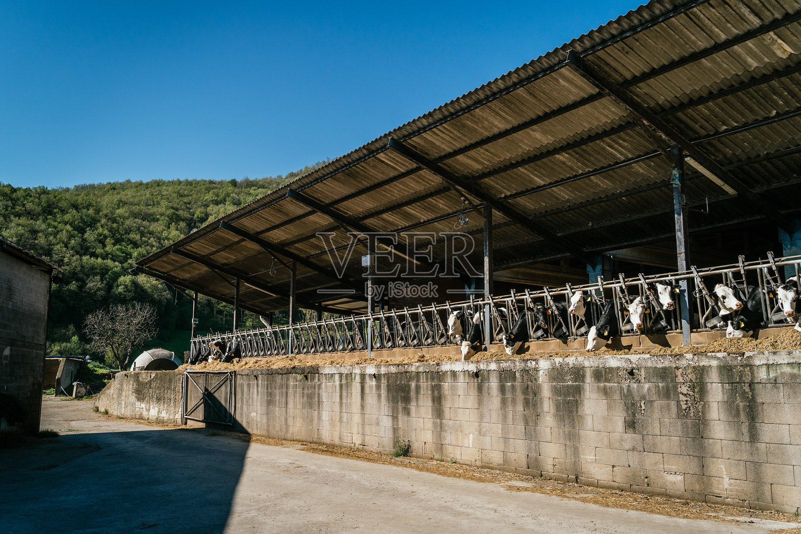 密集养殖场的奶牛。牲畜农场，奶牛在农场里吃草。照片摄影图片