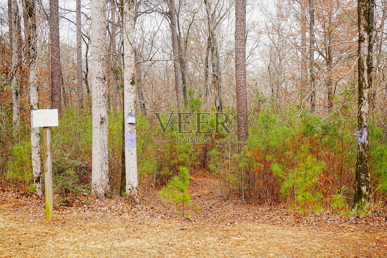 保尔·M·格里斯特州立公园，阿拉巴马州，提供数英里标记清晰的小径，适合划船、划桨、露营、远足和山地自行车骑行。照片摄影图片