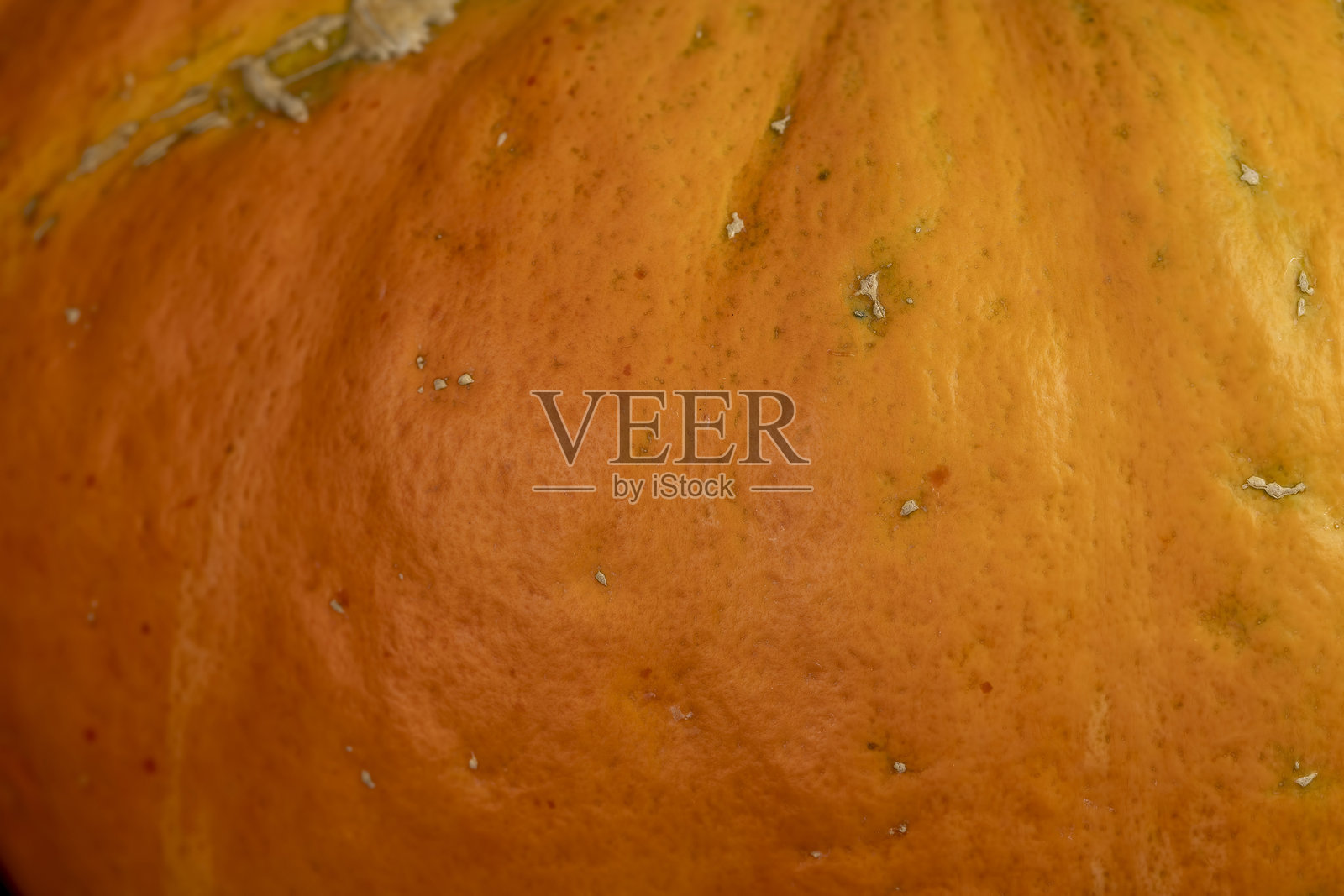 一只大橙色南瓜，适合制作各种菜肴的特写镜头照片摄影图片