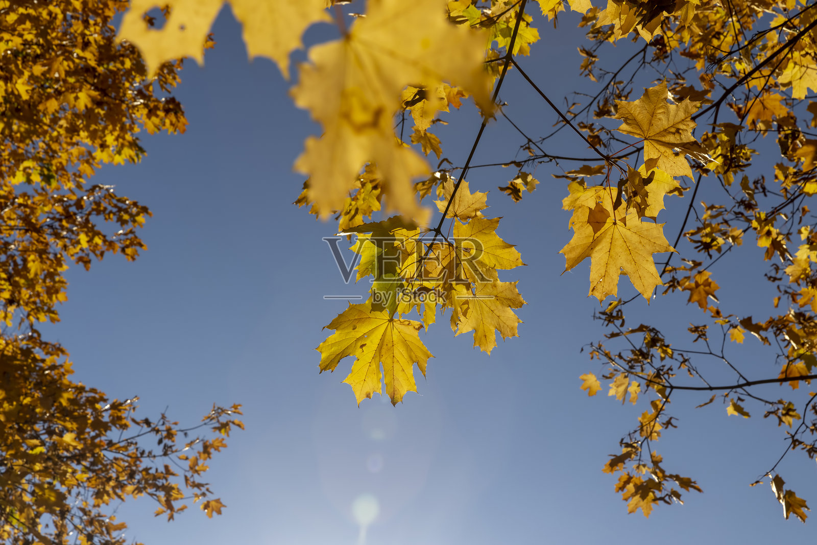 落在地面上的枫树叶和草，叶子在阳光照射下闪耀，从下方视角观察。照片摄影图片