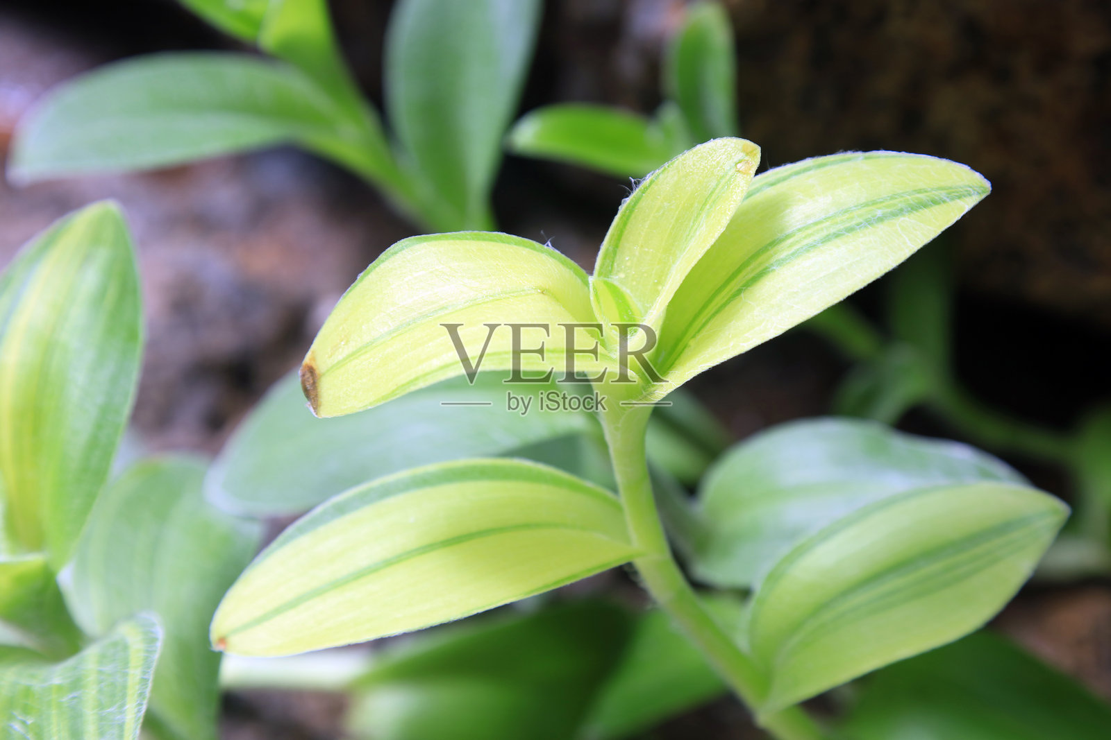 植物园中的玛雅科植物照片摄影图片