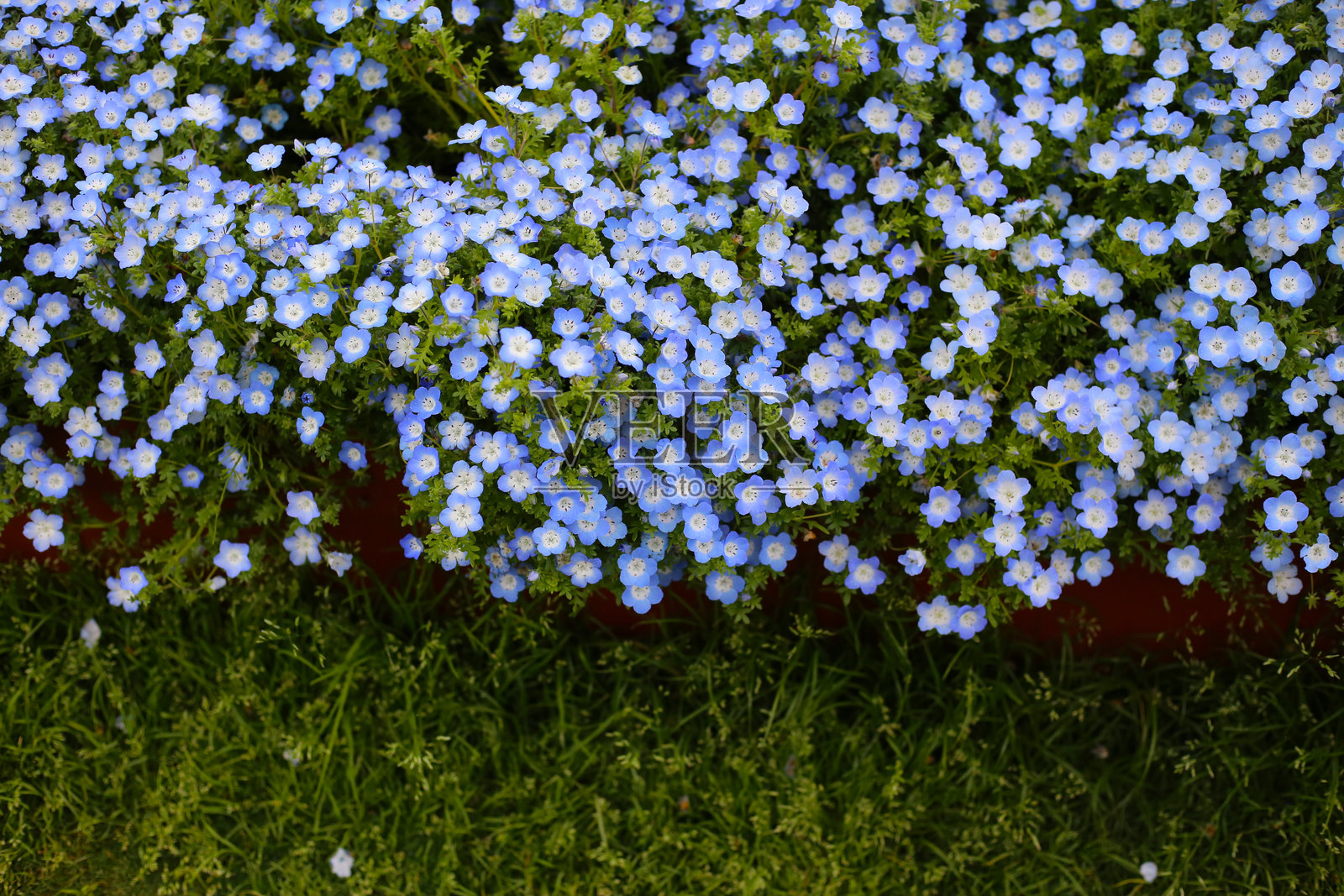 日本公园中盛开的五彩缤纷的花园里各种花卉。照片摄影图片