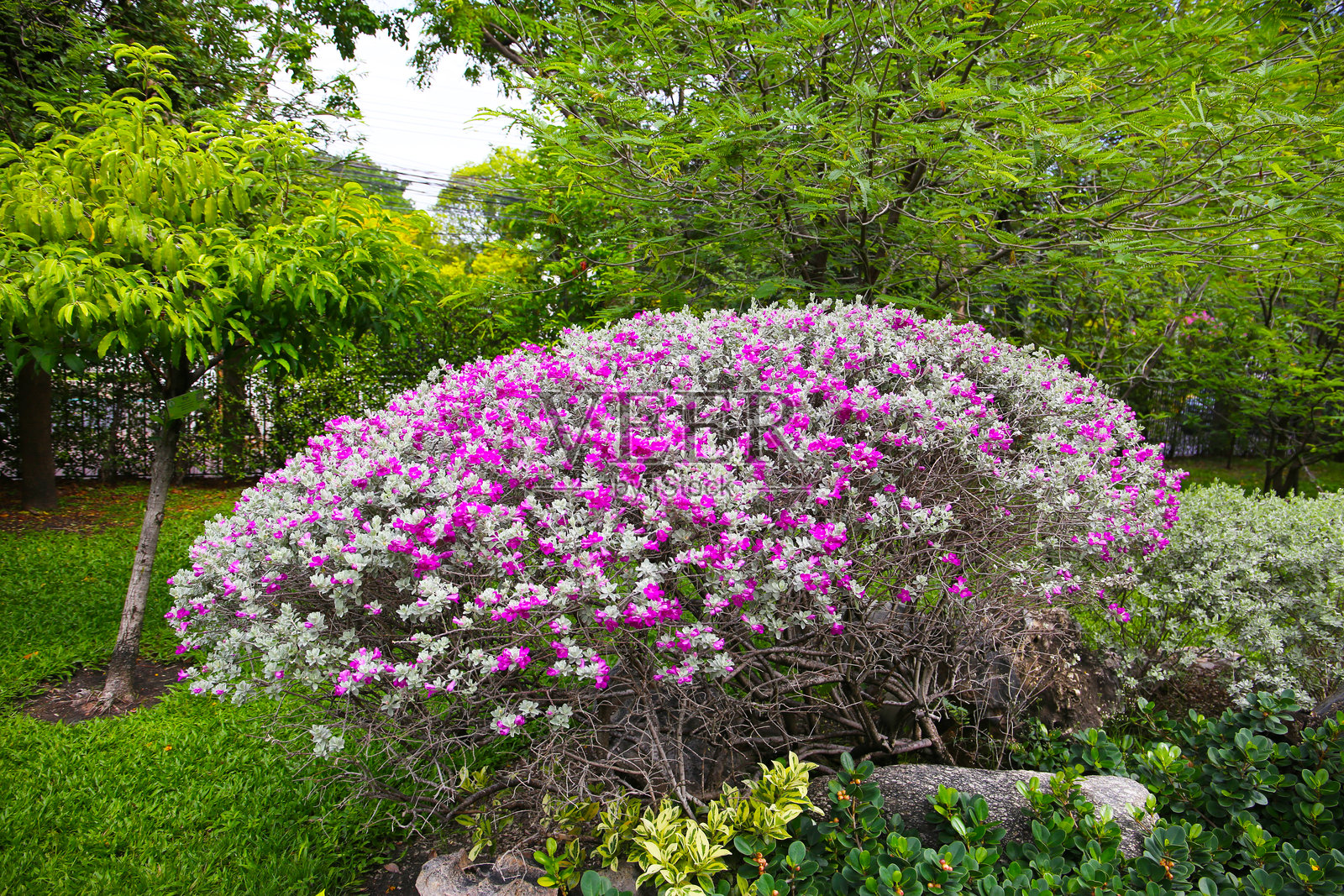 花园中的白叶灌木照片摄影图片