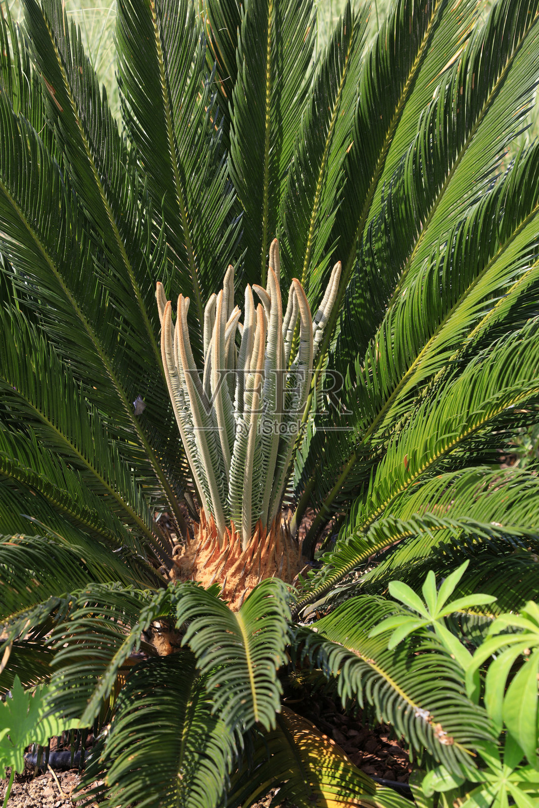 植物园中的苏铁叶照片摄影图片