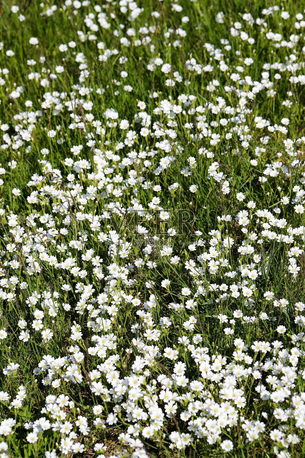 春天盛开的白色野花田照片摄影图片
