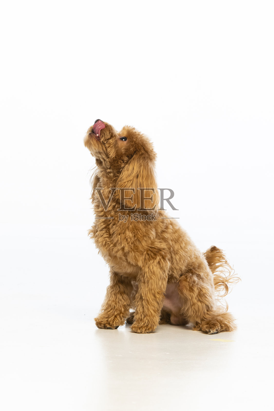 白色背景上的马尔济斯贵宾犬小狗照片摄影图片