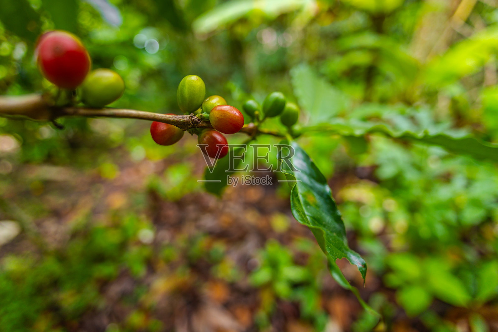 有机哥伦比亚咖啡，农民在农场采摘。农民用手采摘罗布斯塔和阿拉比卡咖啡果，工人正在其枝条上采摘阿拉比卡咖啡果，收获概念。照片摄影图片