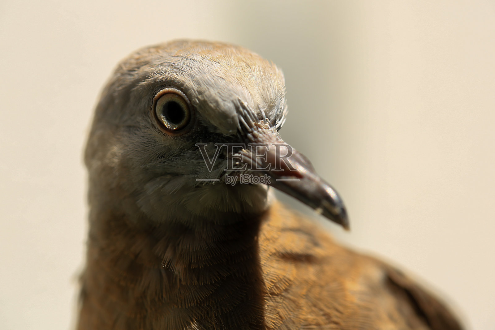 鸟的肖像，凝视鸟的眼睛照片摄影图片