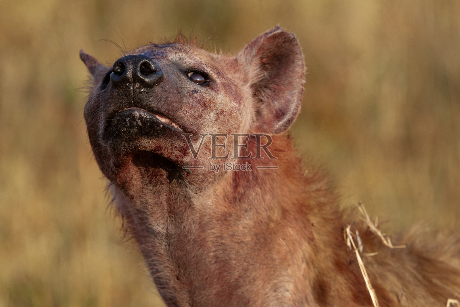 土狼照片摄影图片