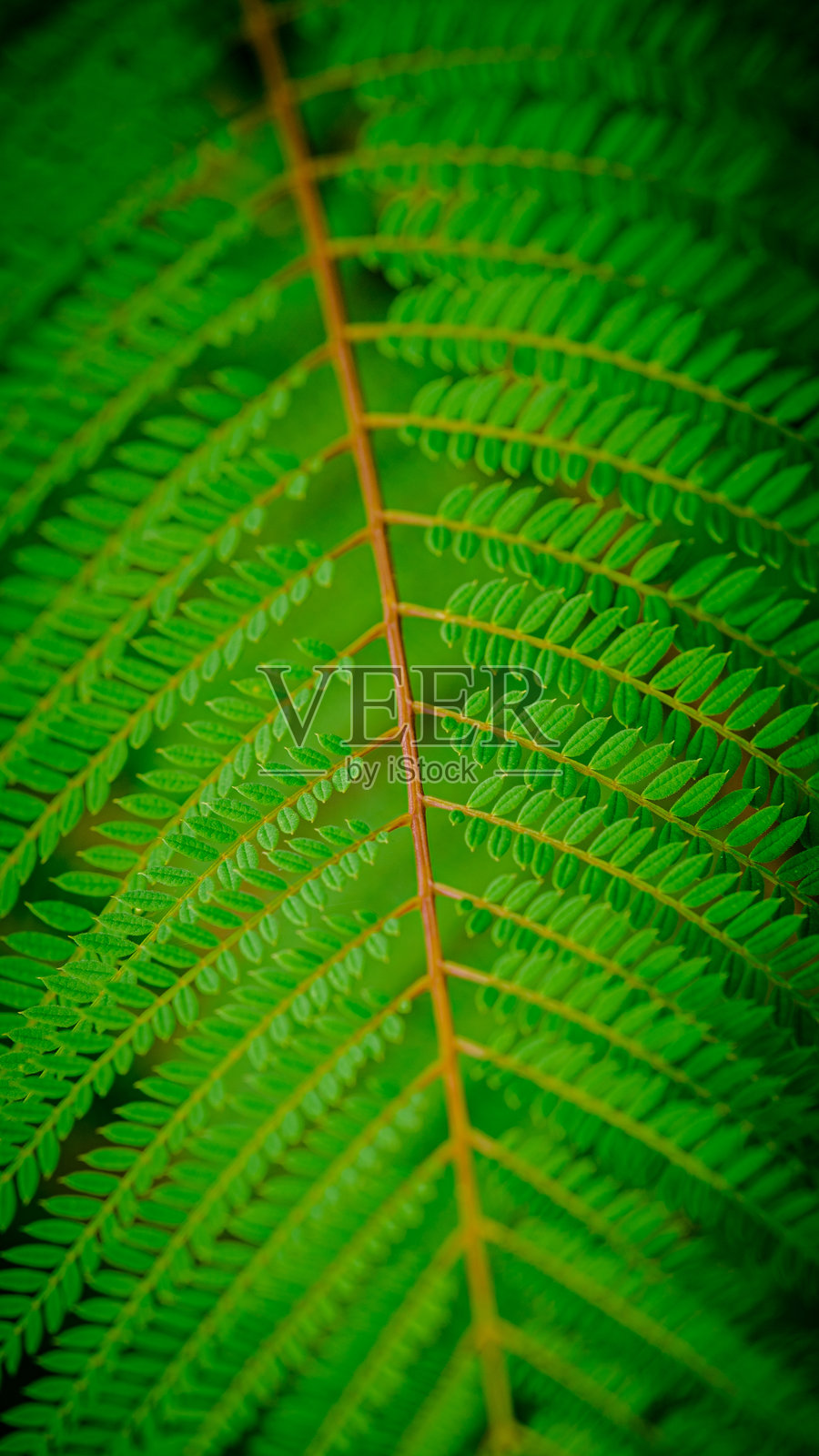 绿色植物照片摄影图片