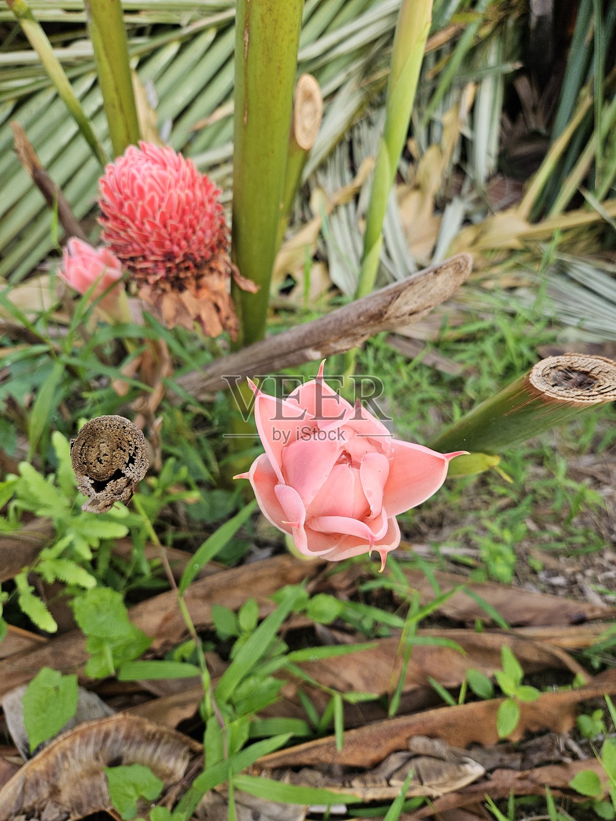 越南湄公河三角洲的红色火炬姜花特写，鲜明地映衬在柔和的绿色叶子背景中。照片摄影图片