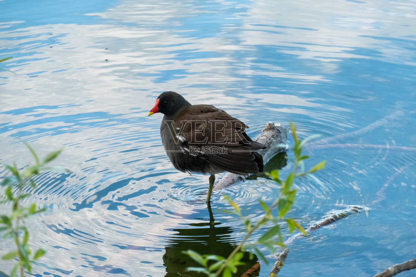 在宁静的湖面上单腿站立的水鸡照片摄影图片