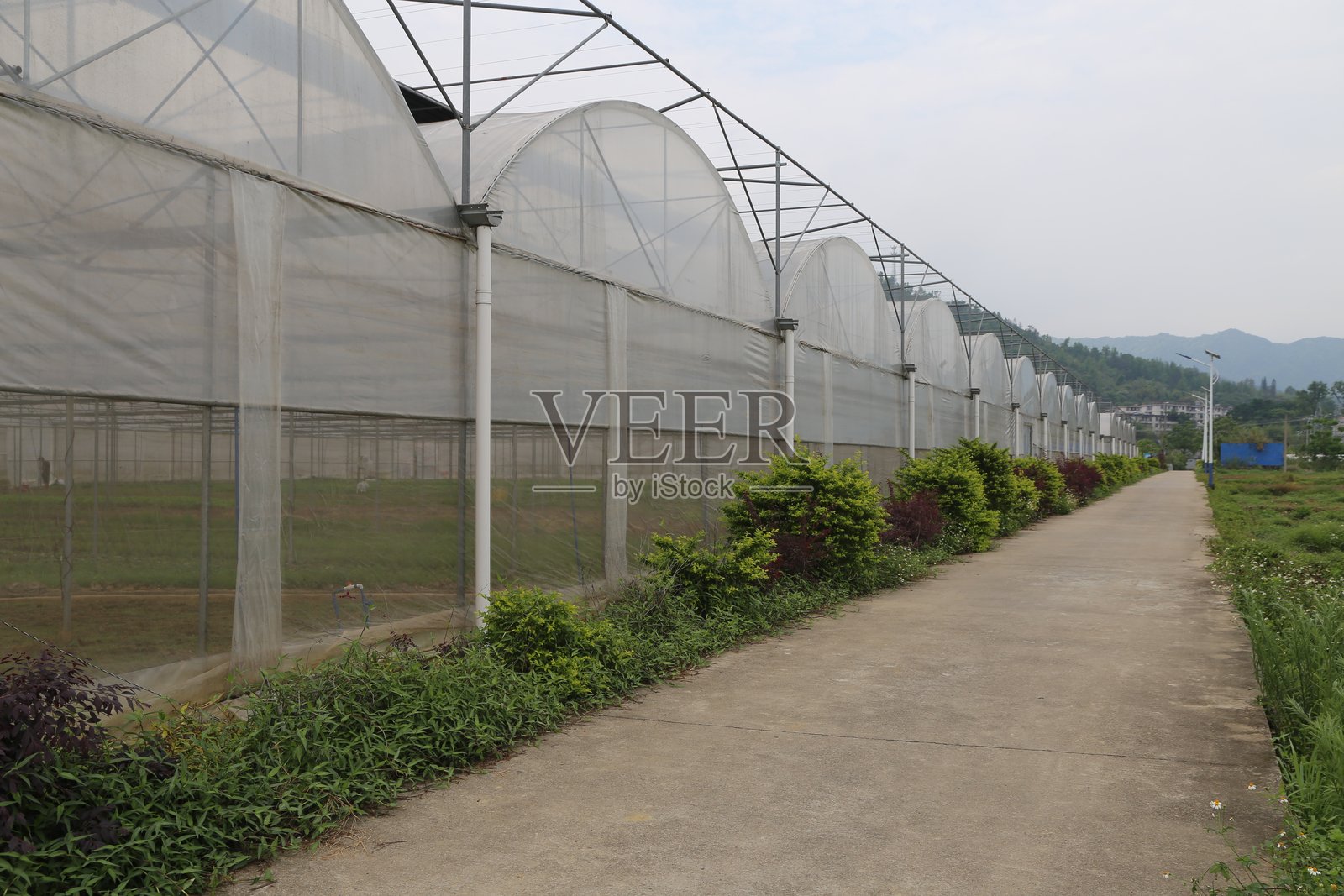 带有白色半透明聚碳酸酯膜墙的温室，前面种植着一排小树，底部有灌木丛。照片摄影图片