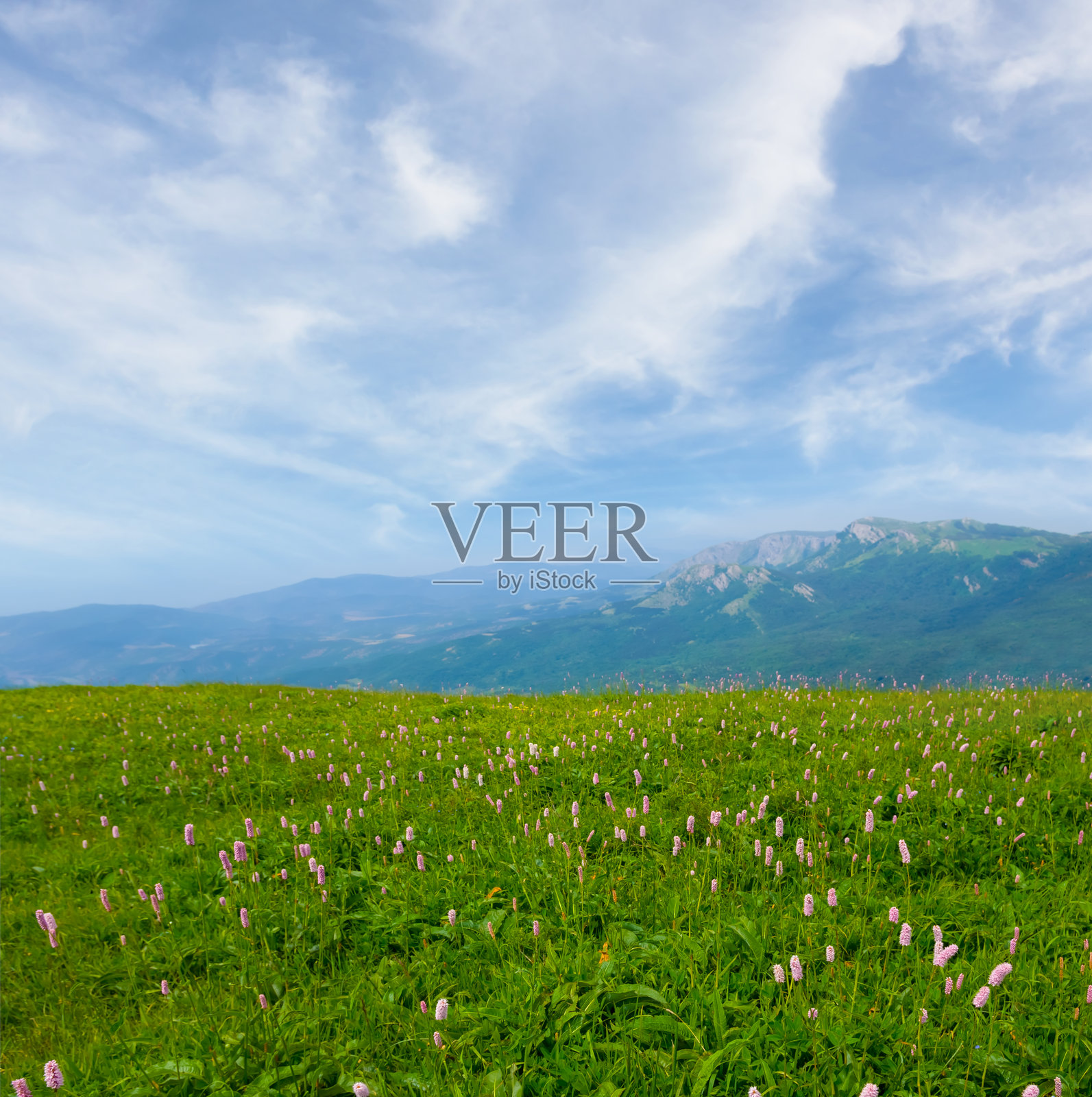 夏季绿色山谷被野花覆盖，蓝天白云相伴照片摄影图片