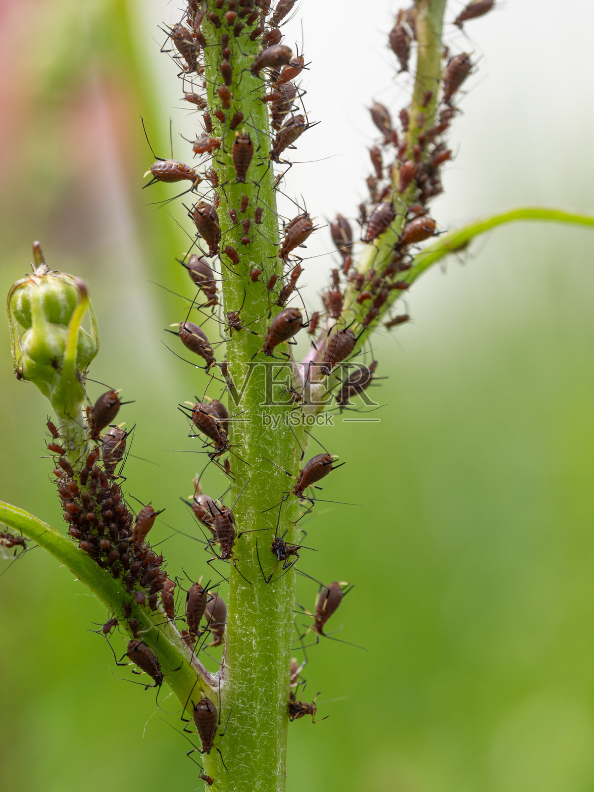 植物茎上的蚜虫群体特写 - 半翅目：蚜科。照片摄影图片