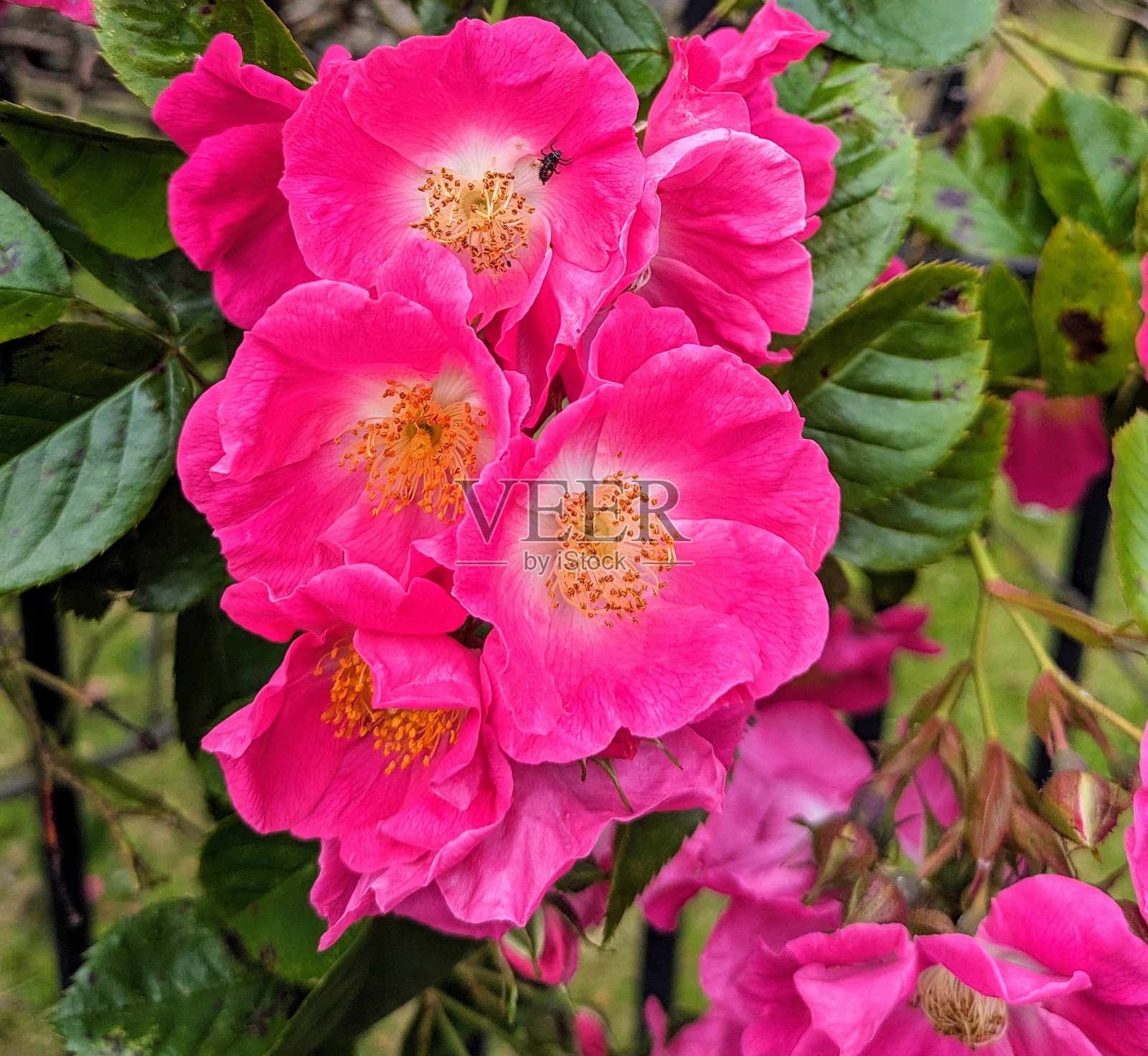 粉色海滩玫瑰照片摄影图片