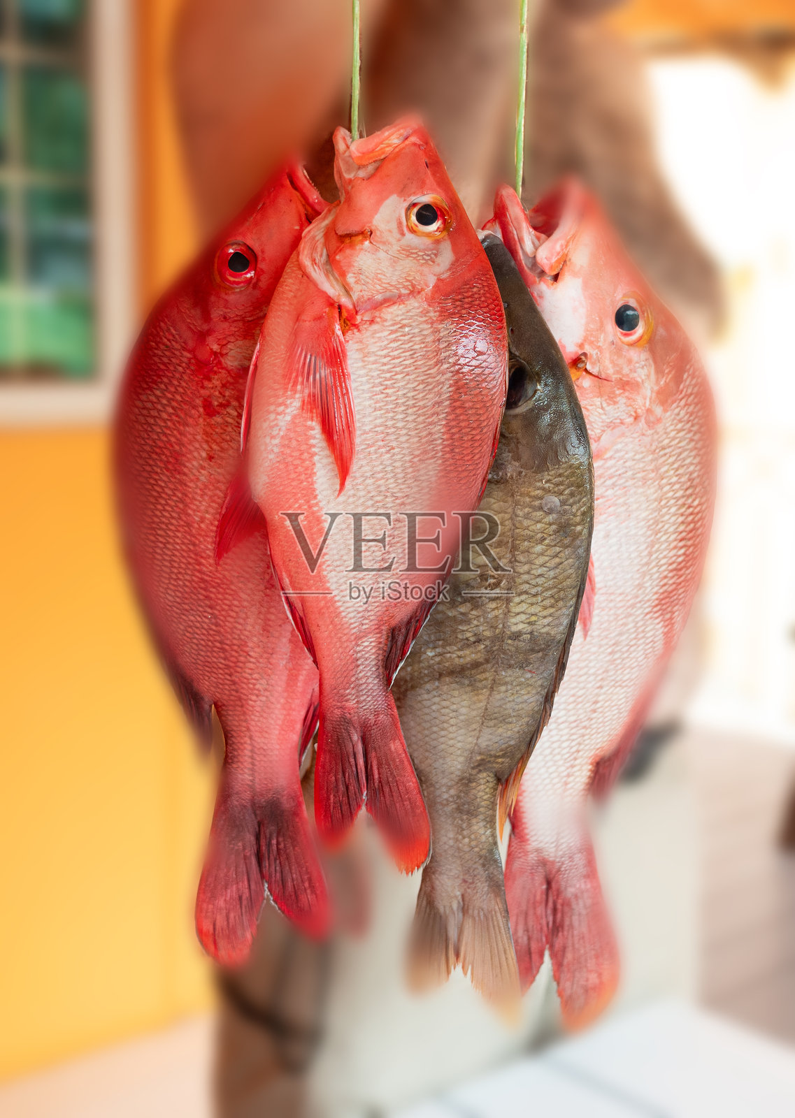 红鲷鱼特写，红目鲷，鲜活海鲜，生的未煮熟的照片摄影图片
