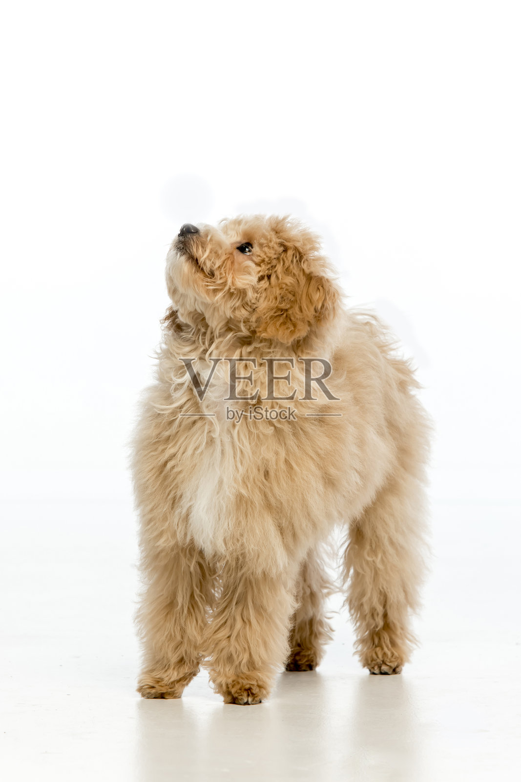 白色背景上的马尔济斯贵宾犬小狗照片摄影图片