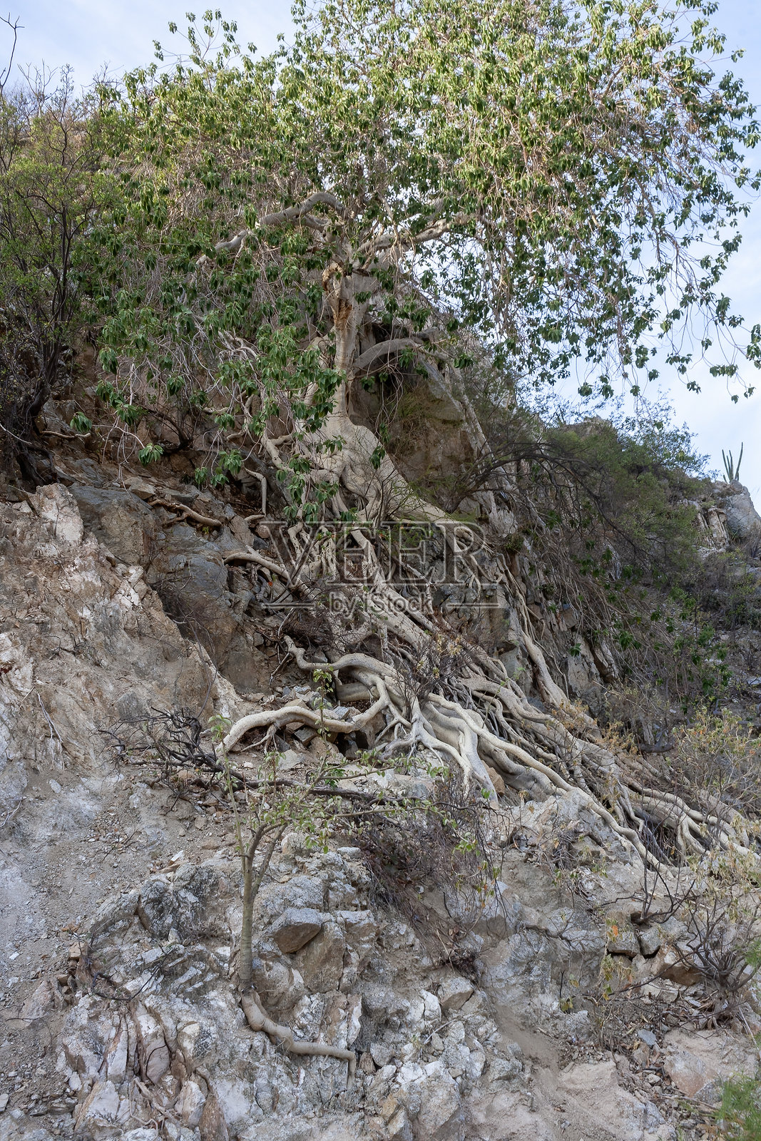 巴尔梅尔榕，沙漠无花果，莱昂瀑布，拉巴斯，墨西哥照片摄影图片